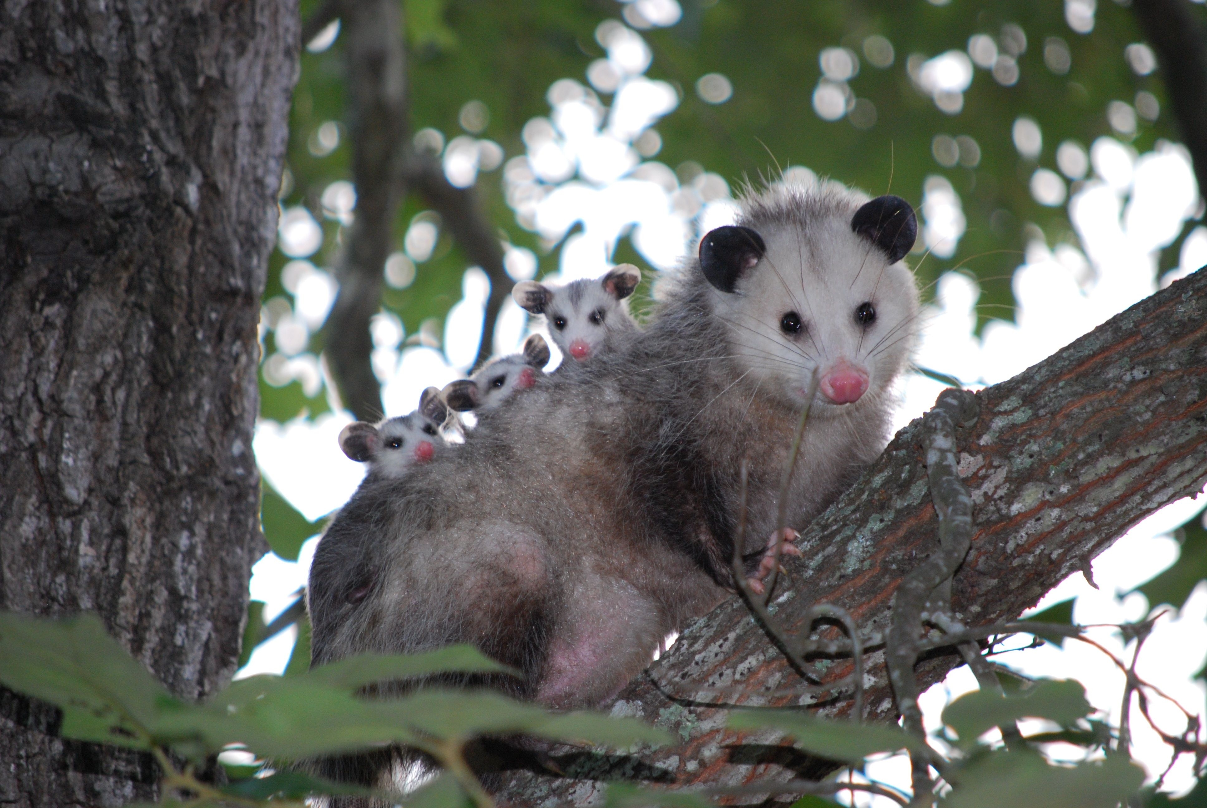 3880x2600 Opossum HD Wallpaper and Background Image, Desktop