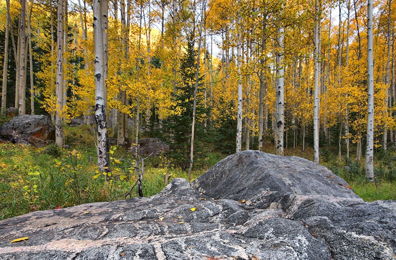 1280x850 Picture USA Aspen Colorado Birch Nature Autumn forest Trees, Desktop