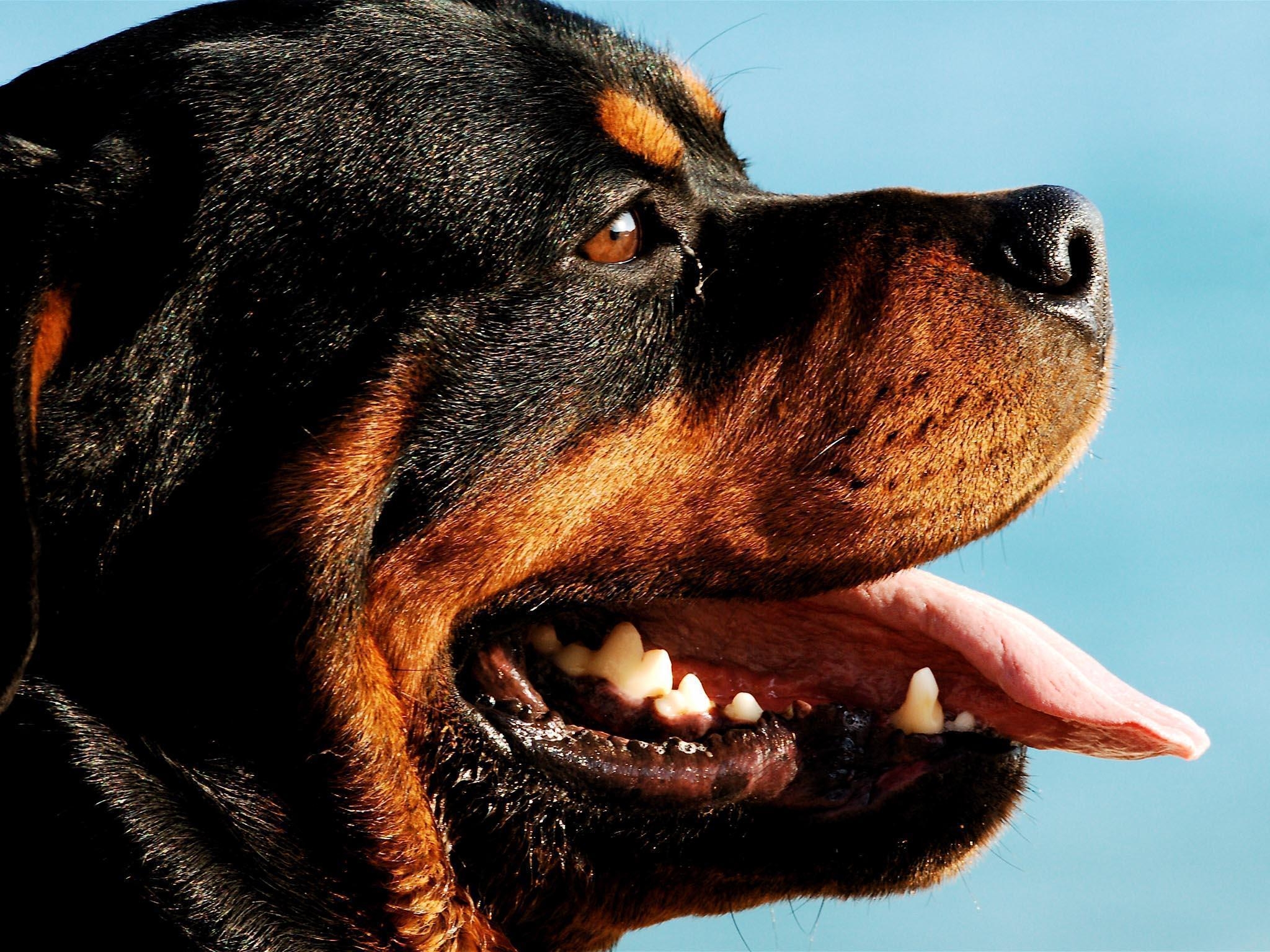 2050x1540 Rottweiler Dog HD Wallpaper. Rottweiler Top Photo, Desktop