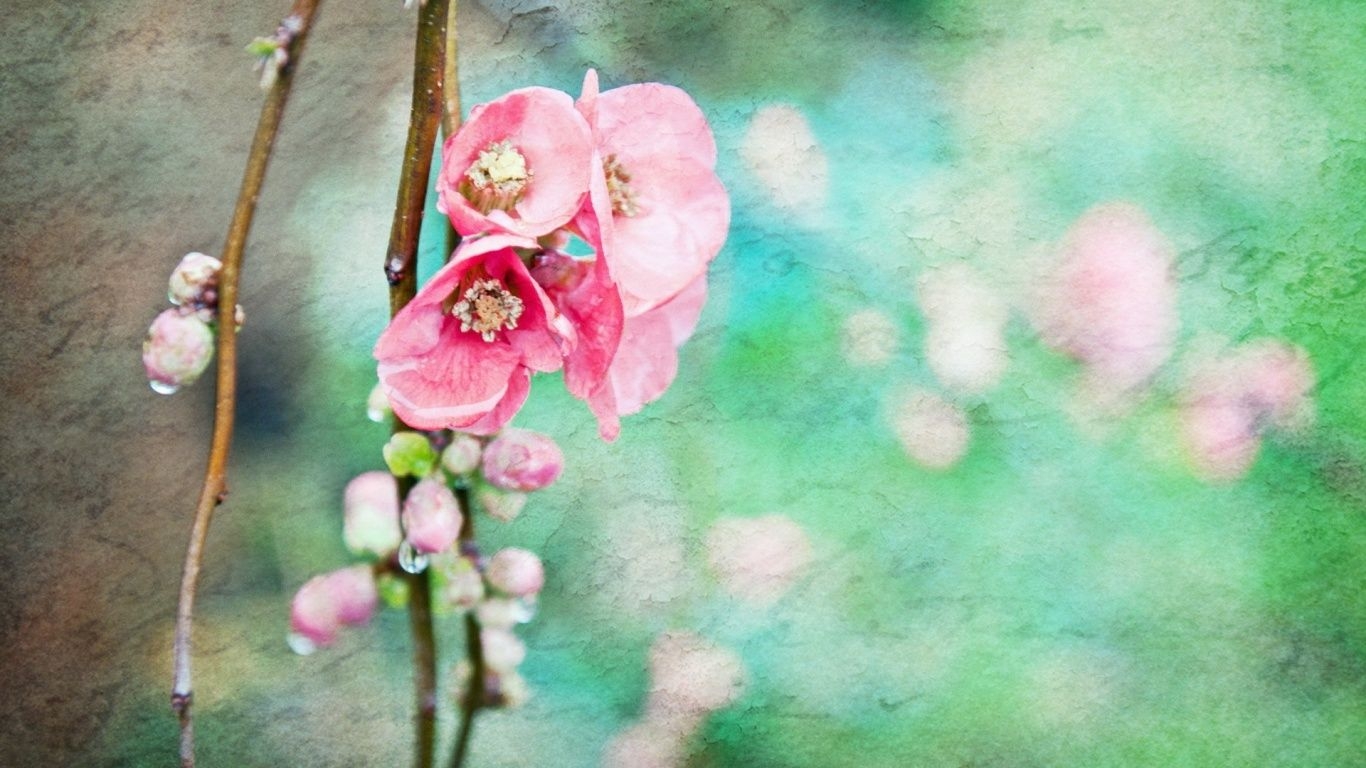 1370x770 Artistic Spring Flowers desktop PC and Mac wallpaper, Desktop