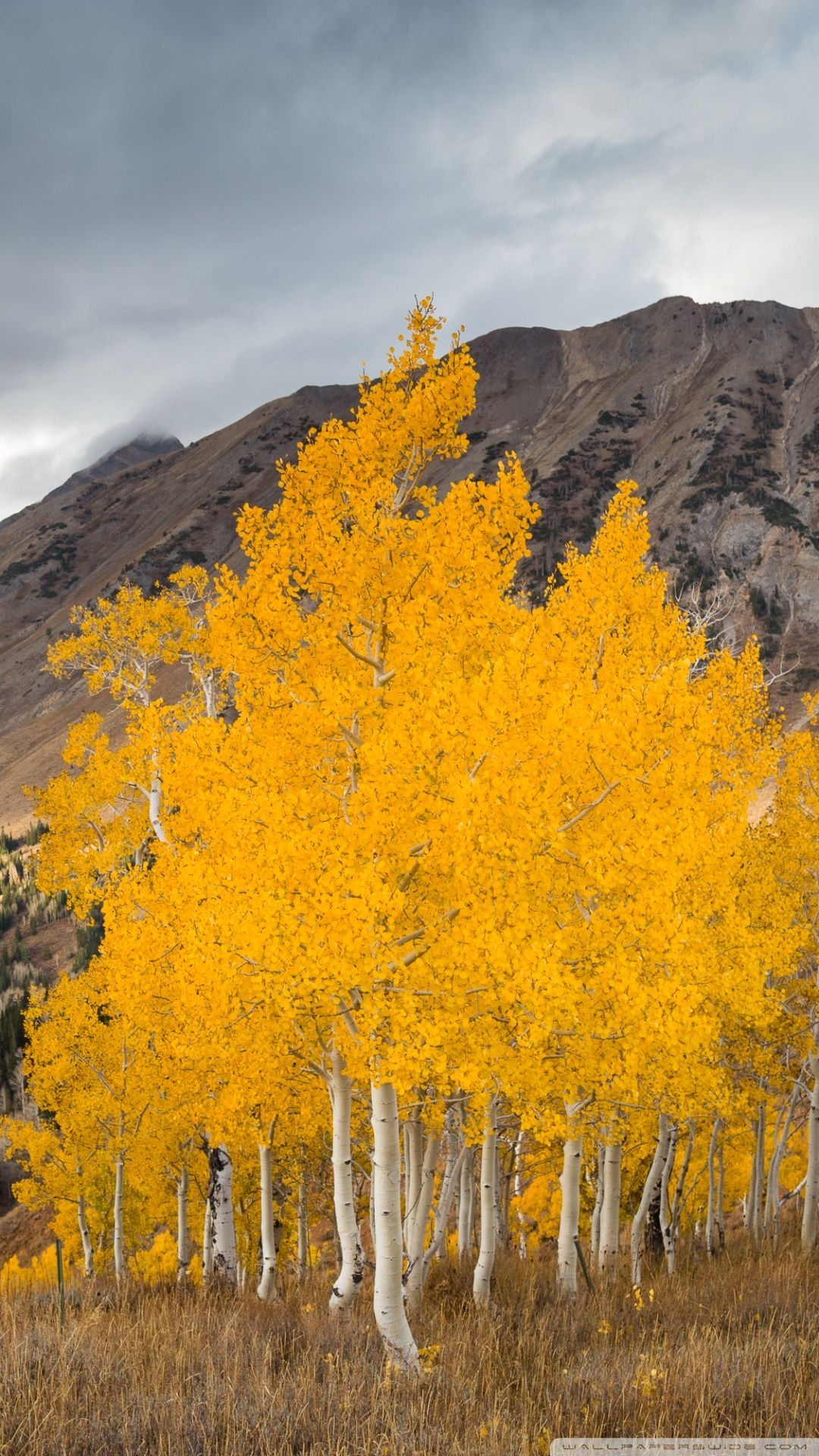 1080x1920 Aspen Trees In The Fall Ultra HD Desktop Background Wallpaper for 4K UHD TV, Widescreen & UltraWide Desktop & Laptop, Tablet, Phone