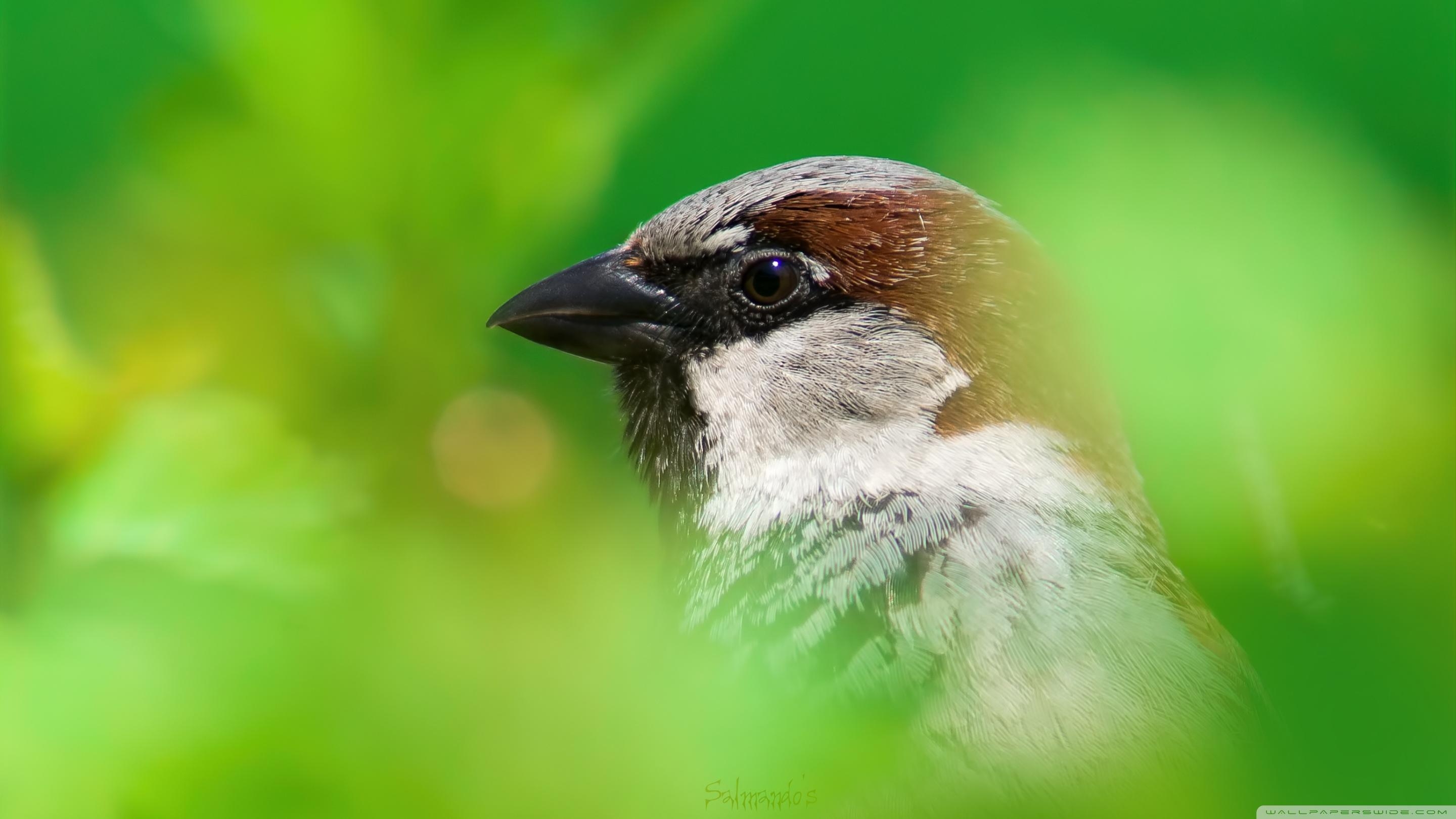 2880x1620 House Sparrow ❤ 4K HD Desktop Wallpaper for 4K Ultra HD TV • Wide, Desktop