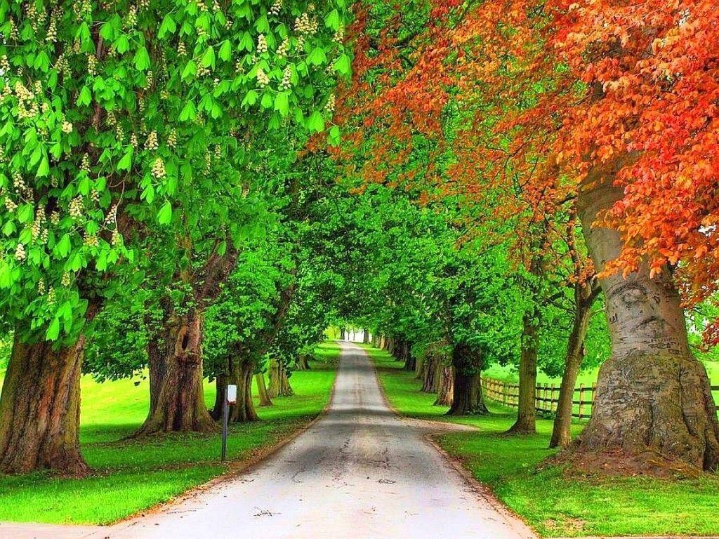 1030x770 Roadside pink trees HD wallpaper, Desktop