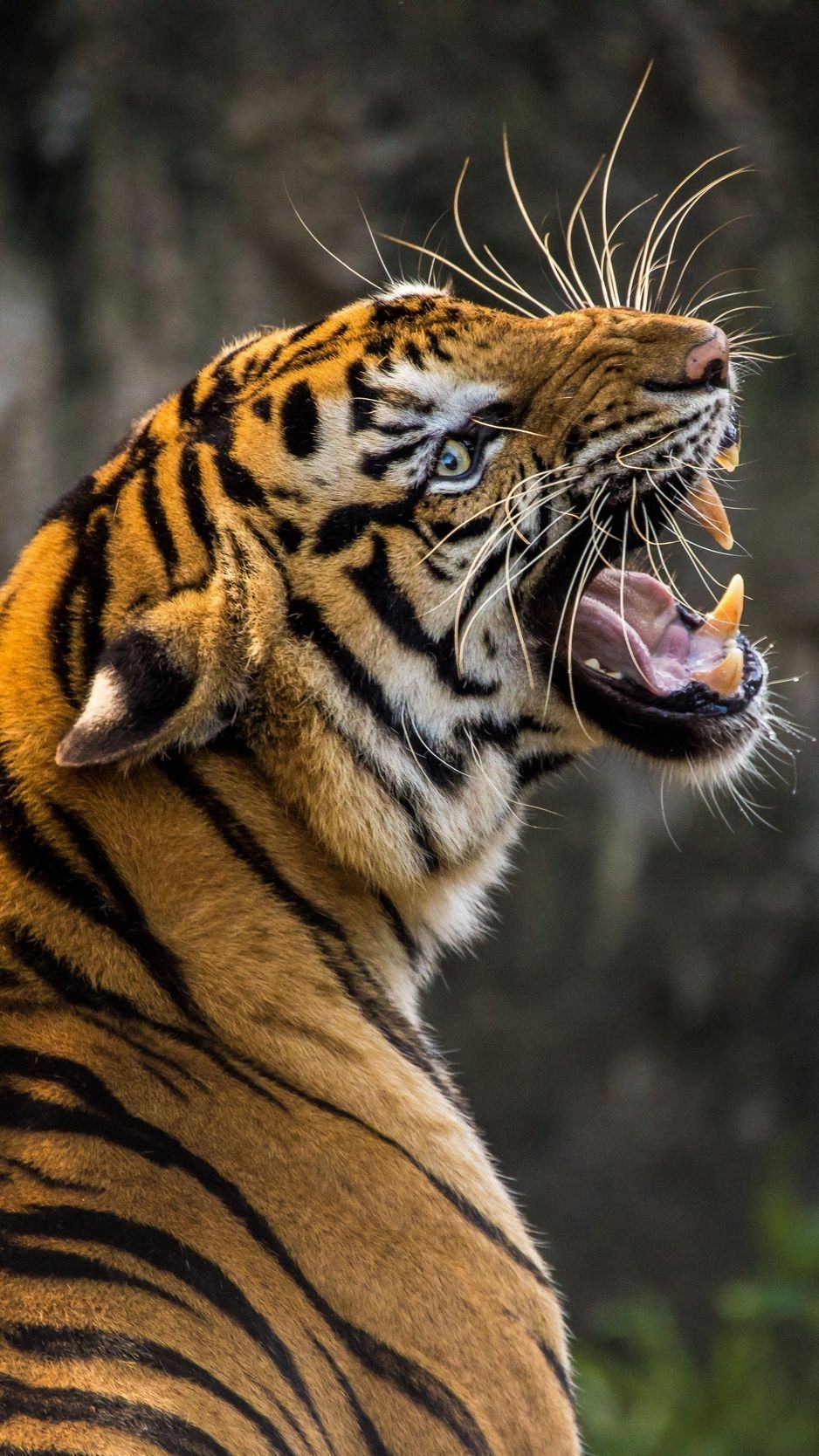 940x1670 Tiger, predator, grin, fangs wallpaper, background iphone, Phone