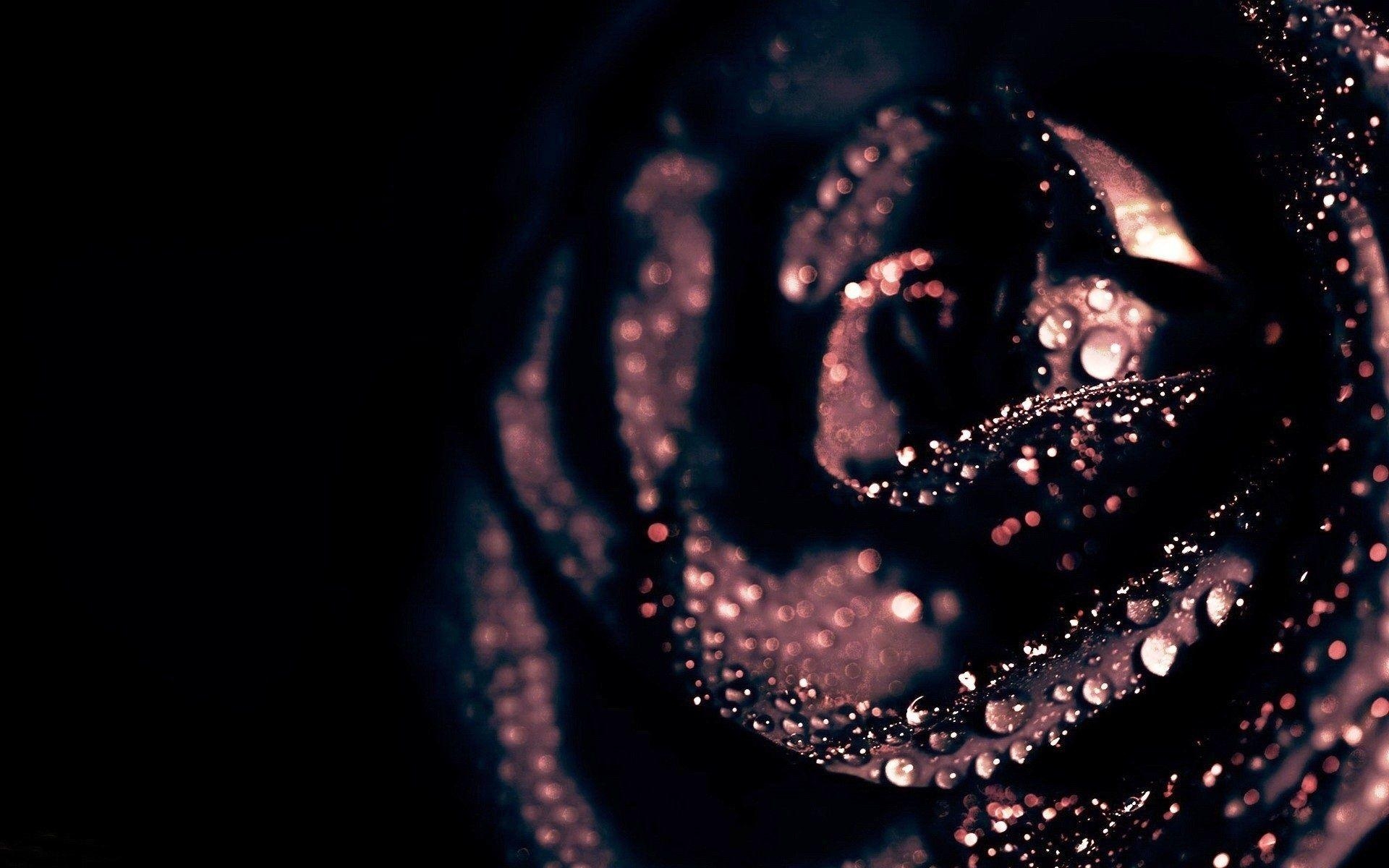 1920x1200 HD Black Rose Pic, Desktop