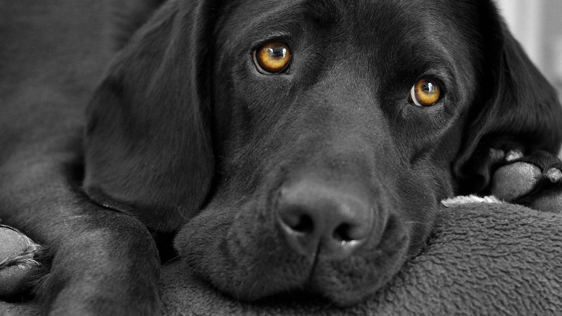 1920x1080 Black Labrador wallpaper, Desktop