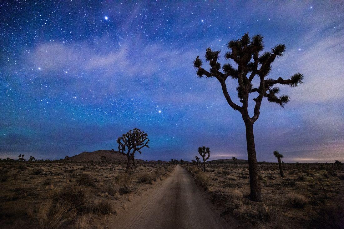 1100x740 Joshua Tree National Park Winter, Desktop