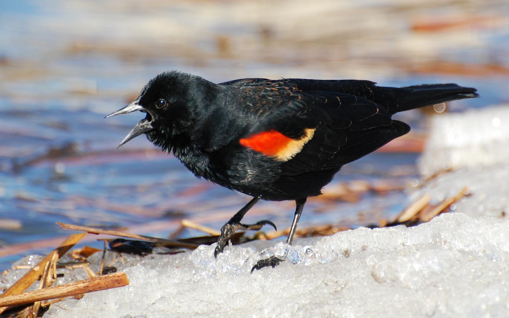 1680x1050 Suzanne Britton Nature Photography: Red Winged Blackbird, Desktop