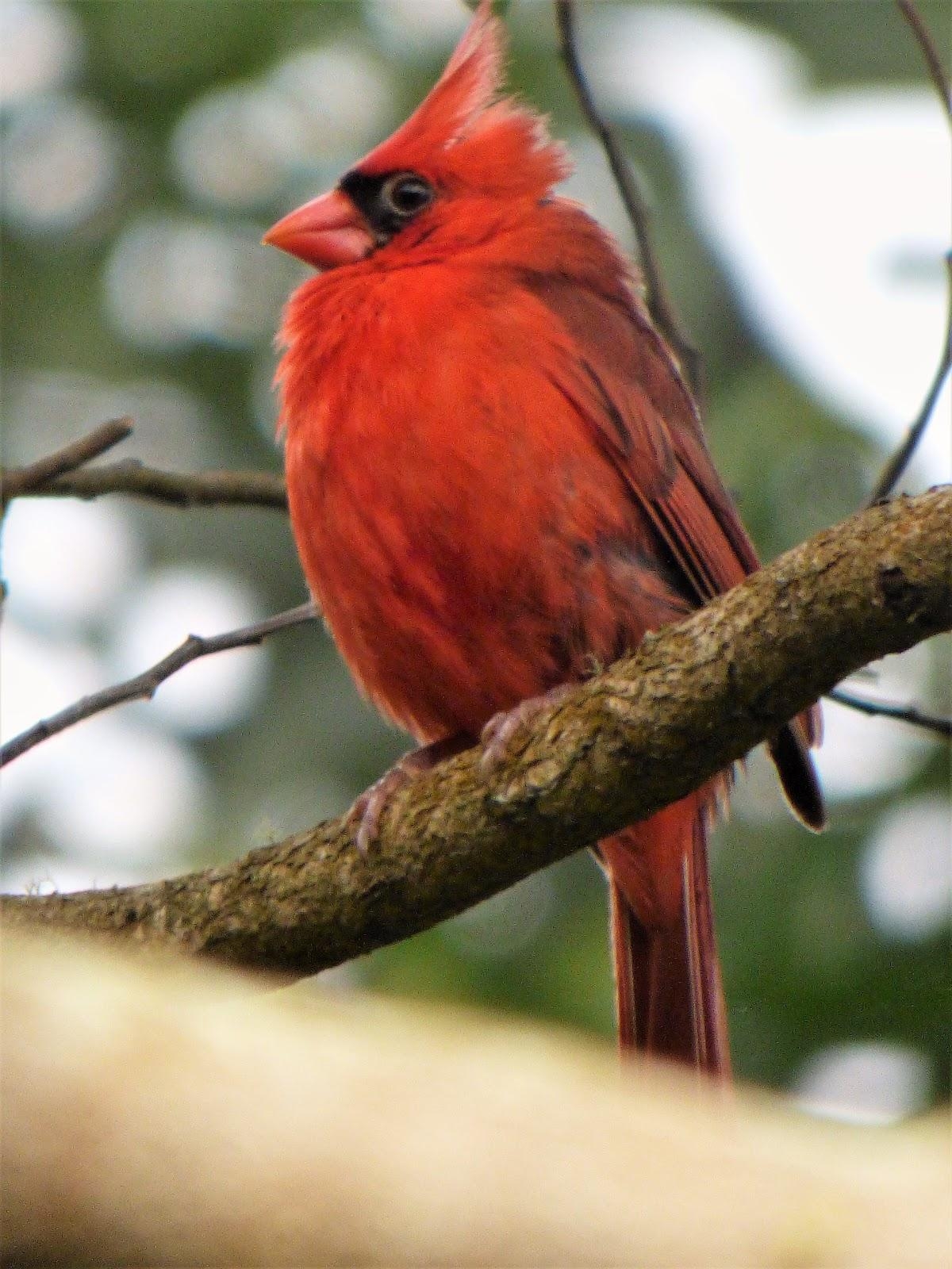 1200x1600 Geotripper's California Birds: A Northern Cardinal.in Hawai'i?, Phone