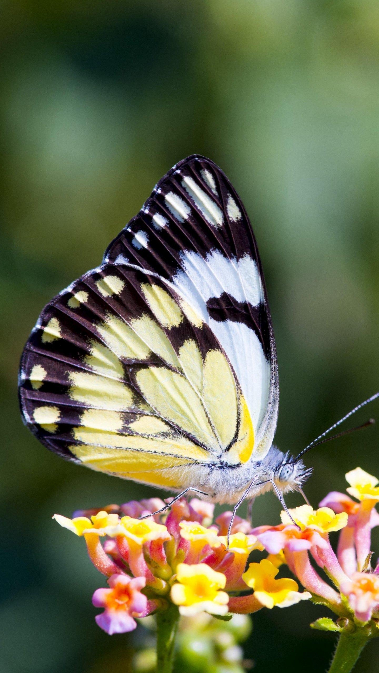 1440x2560 Butterfly on Flower Wallpaper, Android & Desktop Background, Phone