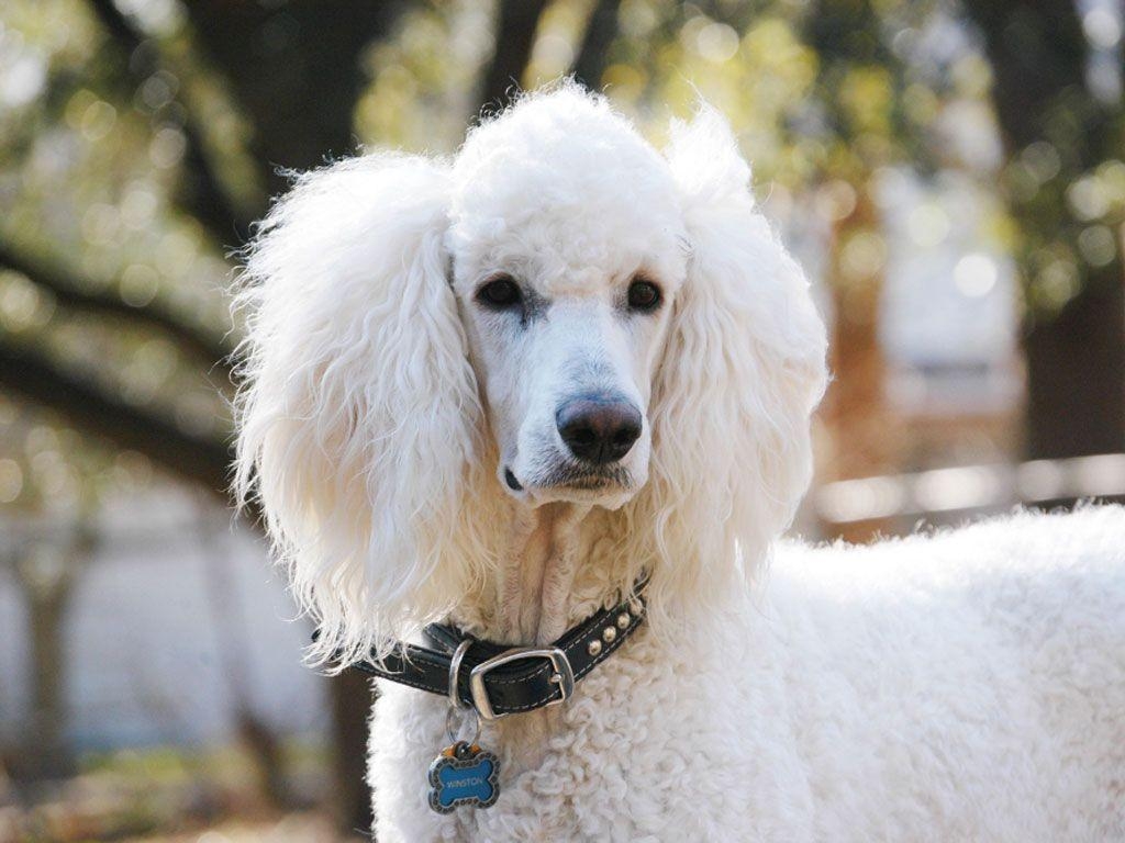 1030x770 White poodle with long ears wallpaper, Desktop