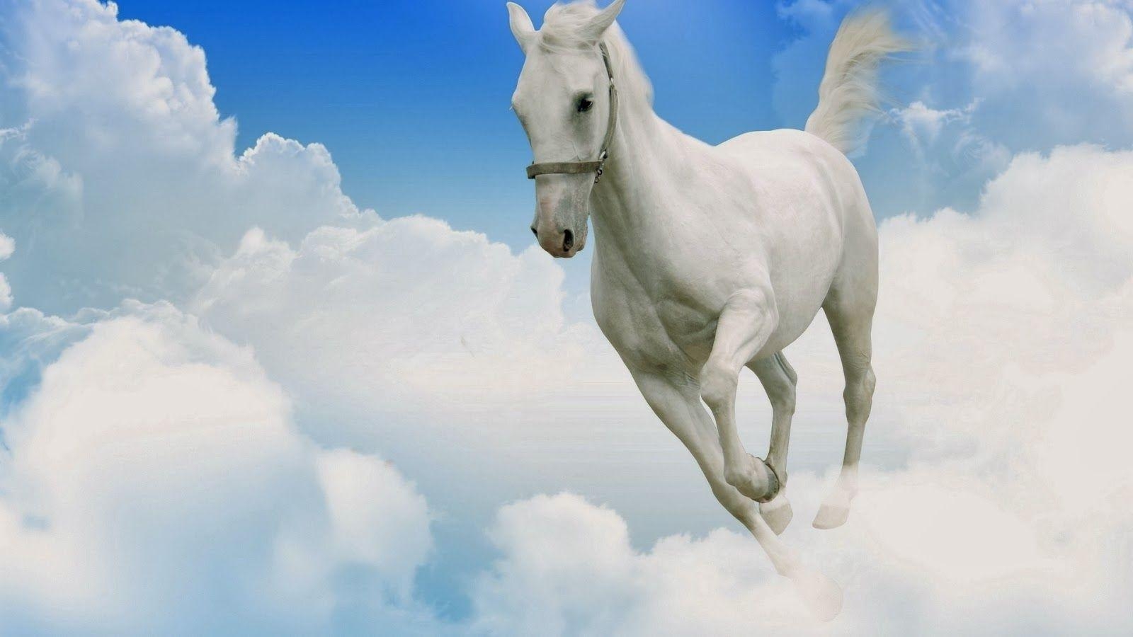 1600x900 White Horse Wallpaper. Wide Wallpaper For You, Desktop