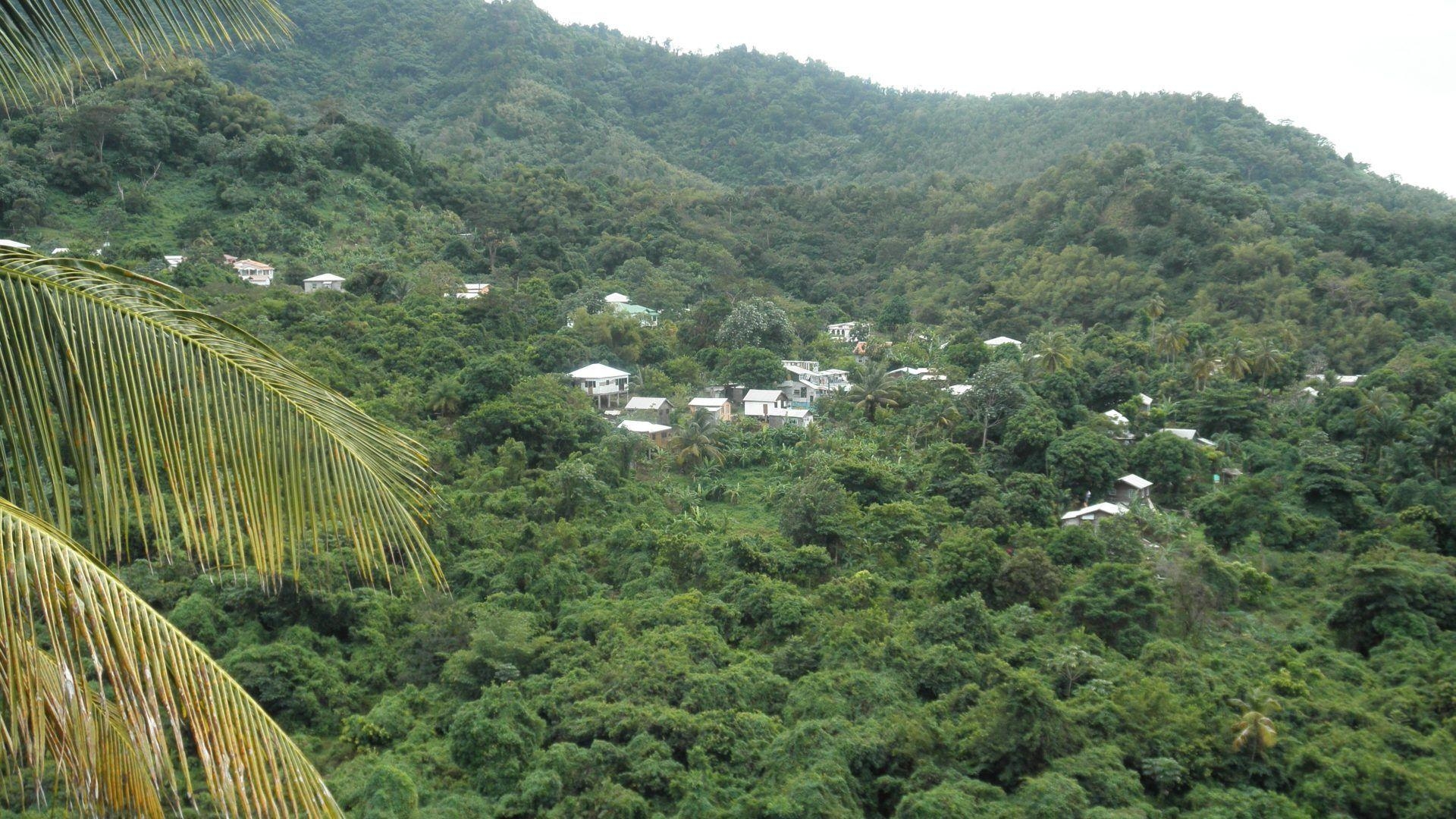 1920x1080 Forest: St Lucia Village Photography Forests Green Trees Vacation, Desktop