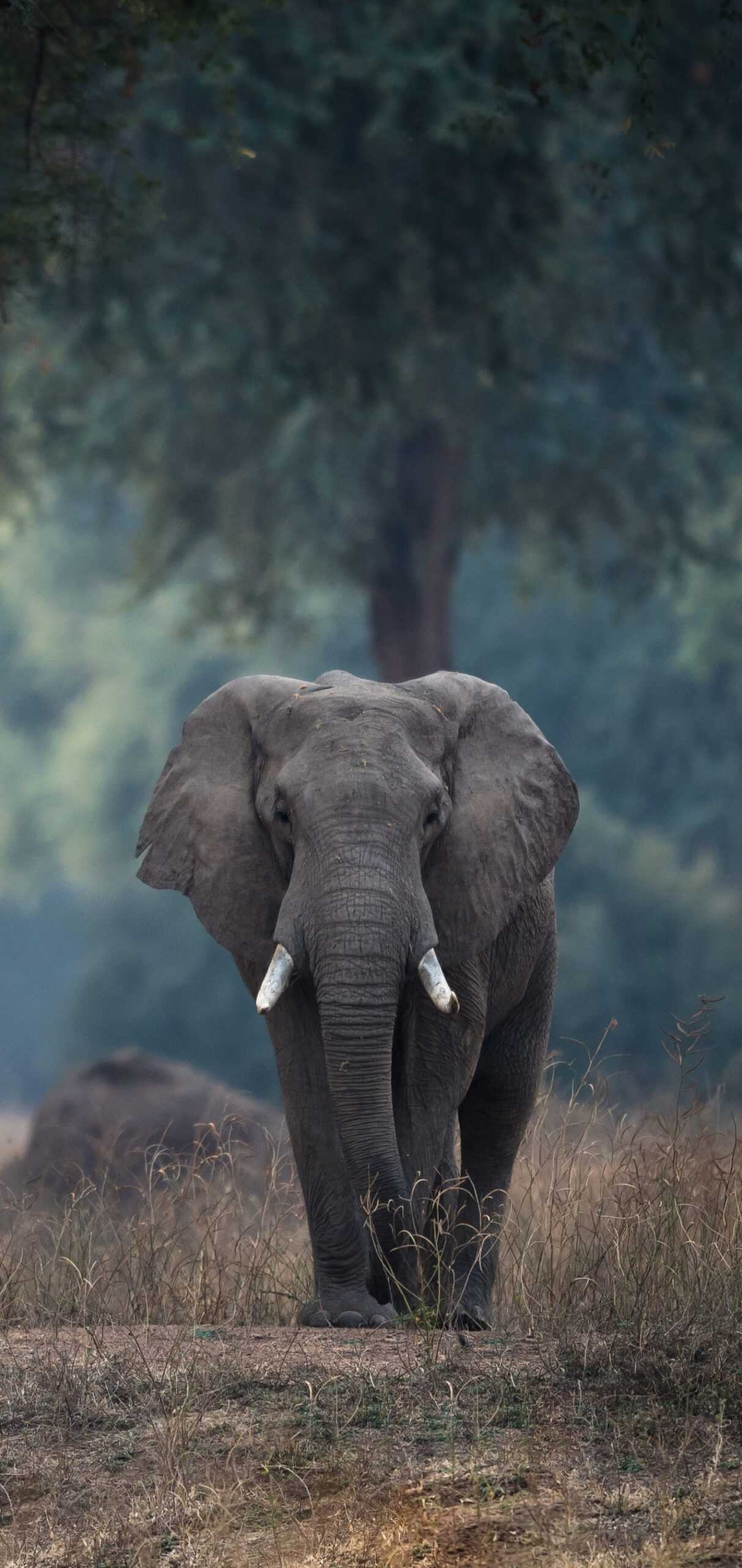 1220x2560 Elephant Wallpaper, Phone