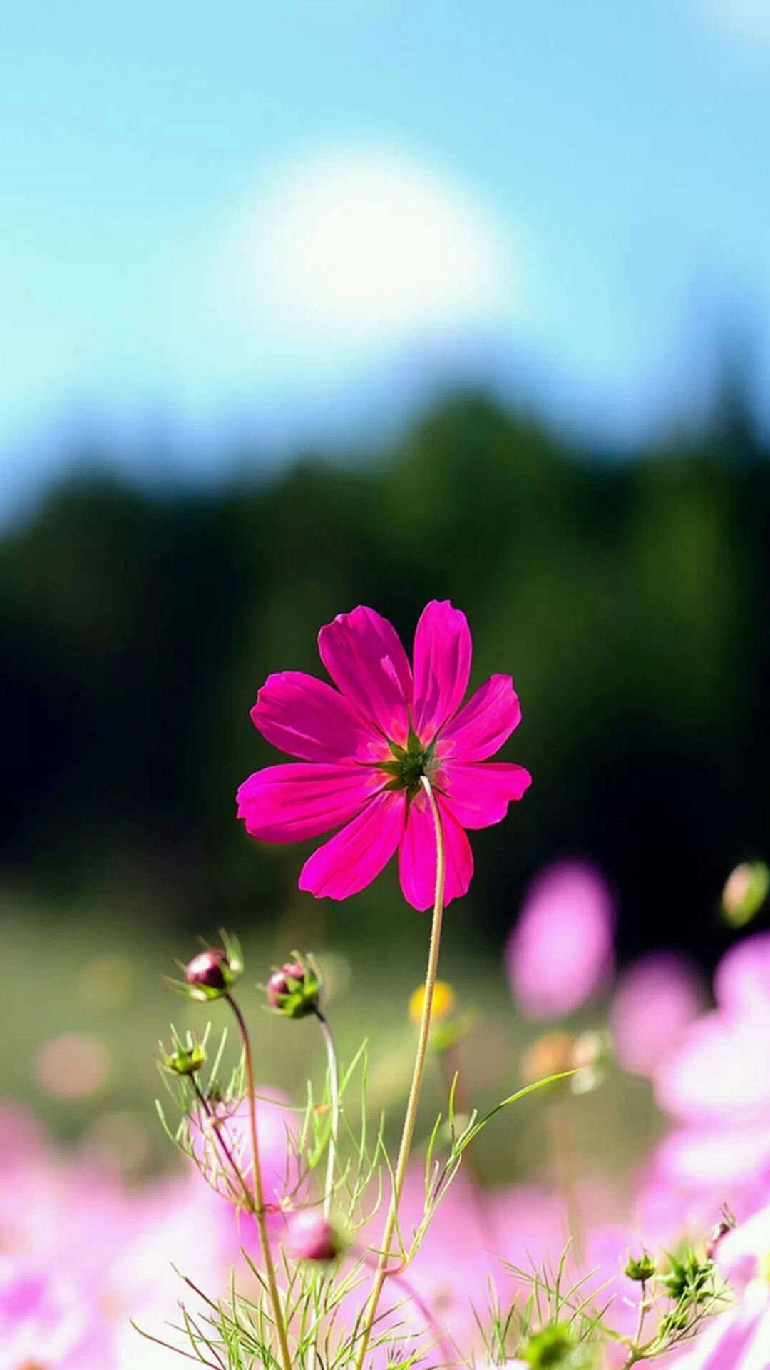 1080x1920 Spring Purple Flower Field Bokeh Android Wallpaper free download, Phone