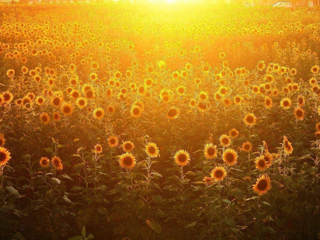 1030x770 Orange Sunflower, Desktop