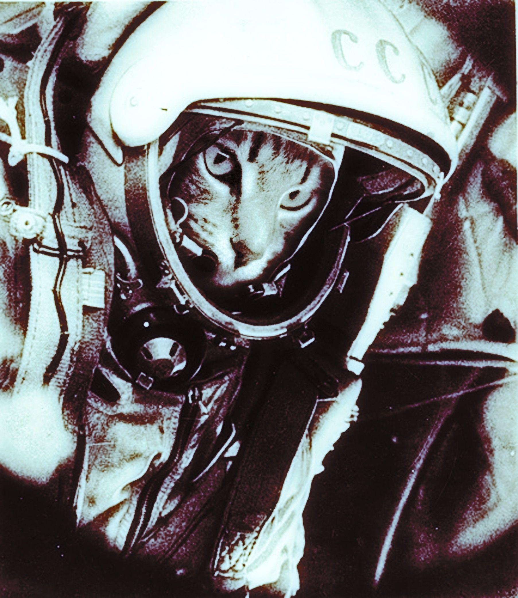 1810x2090 outer space, cats, humor, astronauts, USSR, Yuri Gagarin, Phone