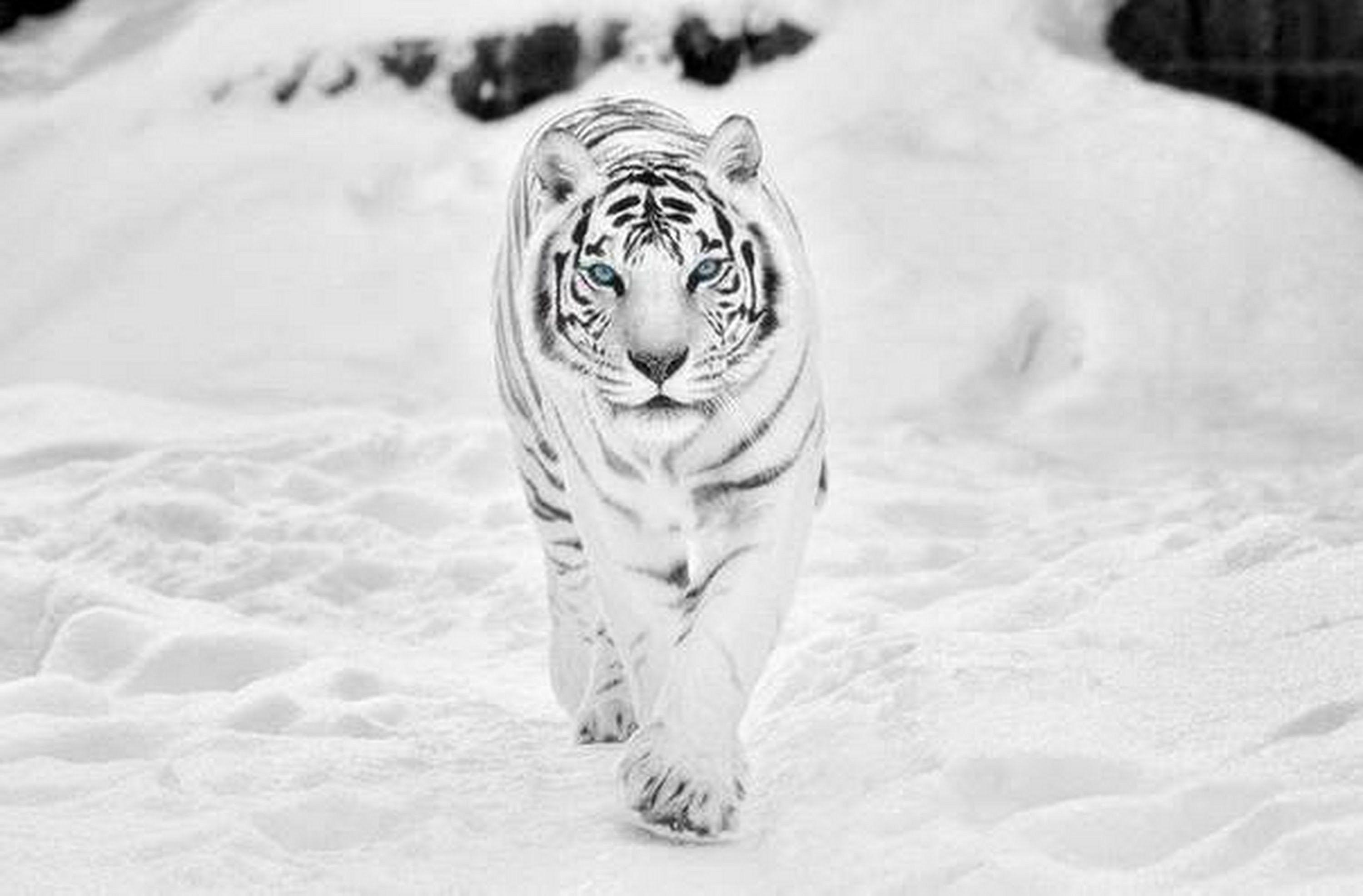 3000x1980 White Tiger Wallpaper.com, Desktop