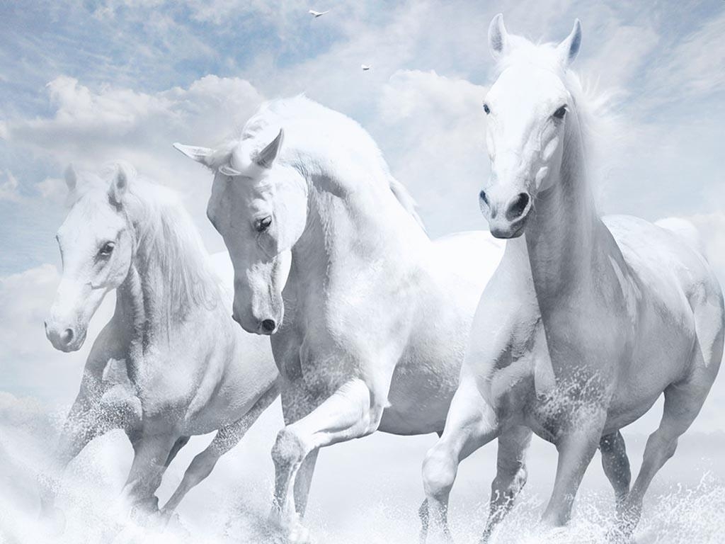 1030x770 Funny White Horse On A Background Of Trees, Desktop