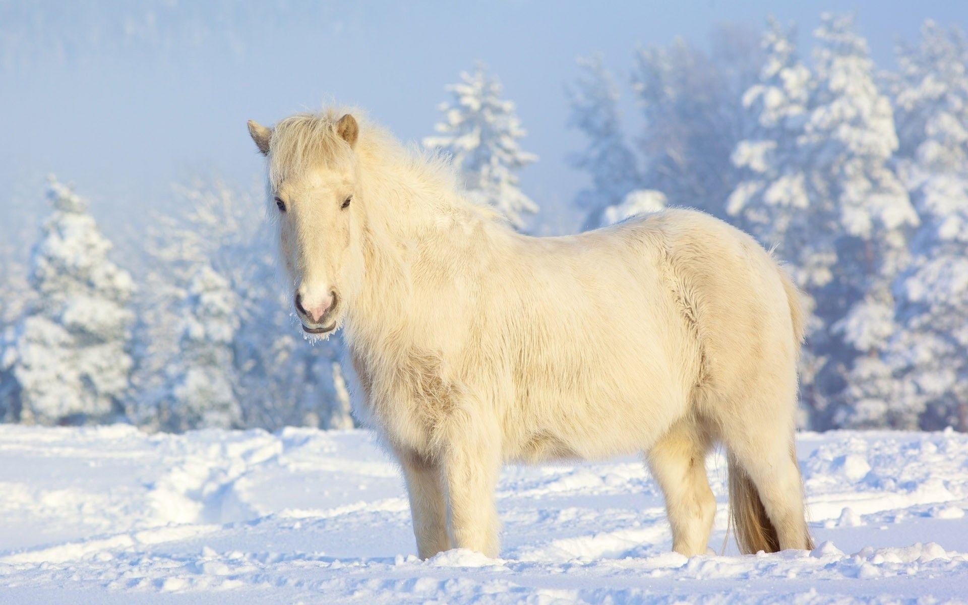 1920x1200 Beautiful White Horse Wallpaper Wallpaper Inn, Desktop