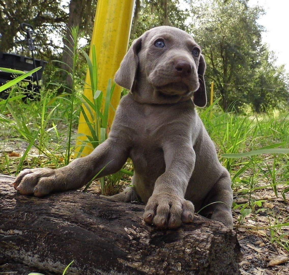 1140x1080 Cute Weimaraner puppy photo and wallpaper. Beautiful Cute, Desktop