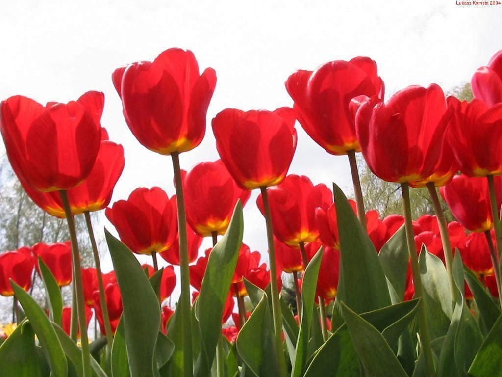 1030x770 Single Red Tulip Wallpaper, Desktop