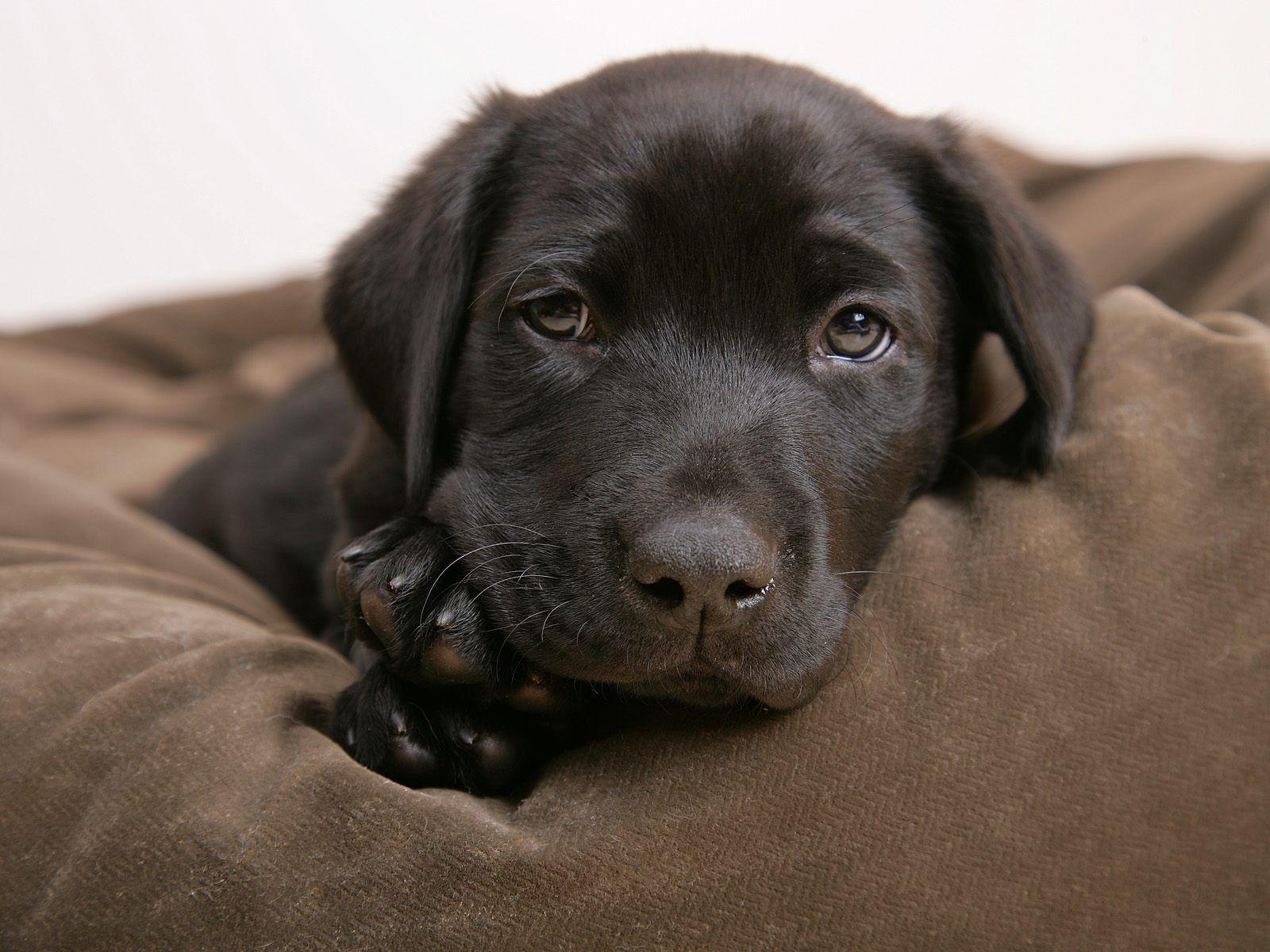 1600x1200 Little labrador, Desktop