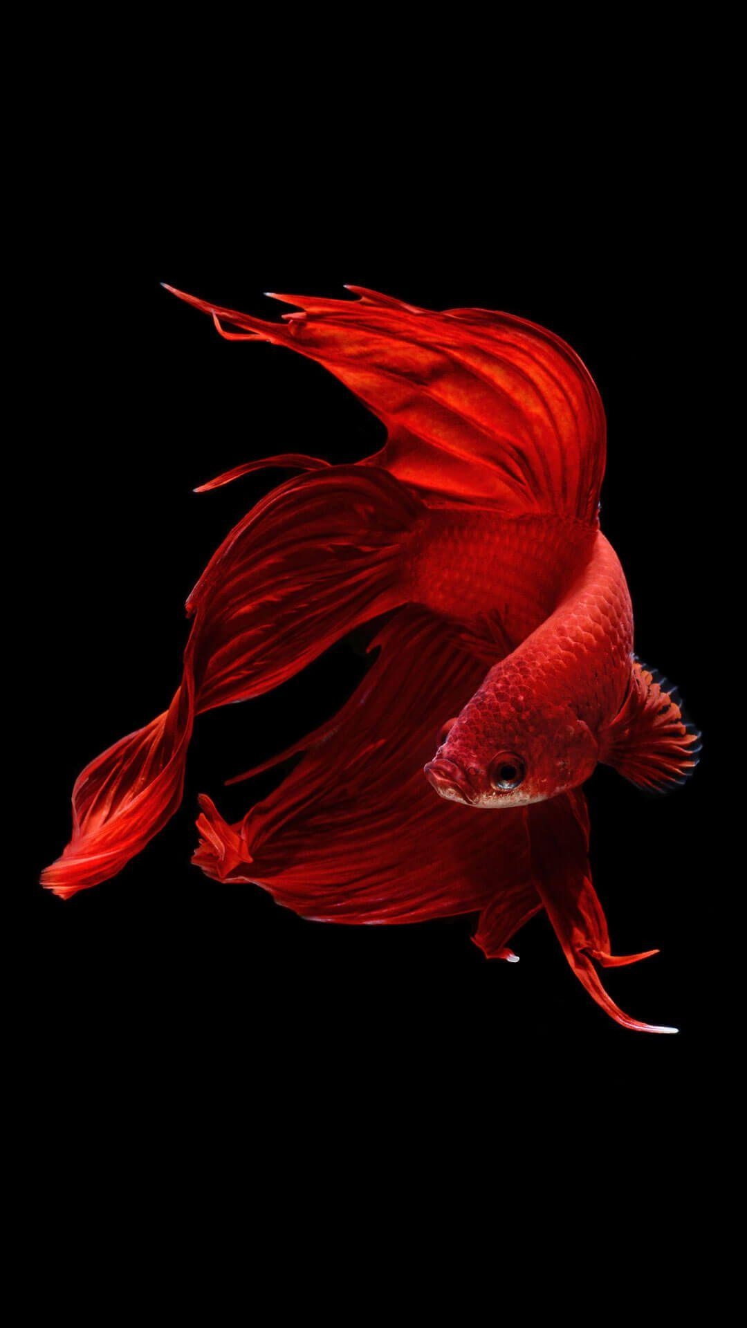 1080x1920 Betta Fish iPhone 6 And iPhone 6s Wallpaper HD. Animal Wallpaper, Phone