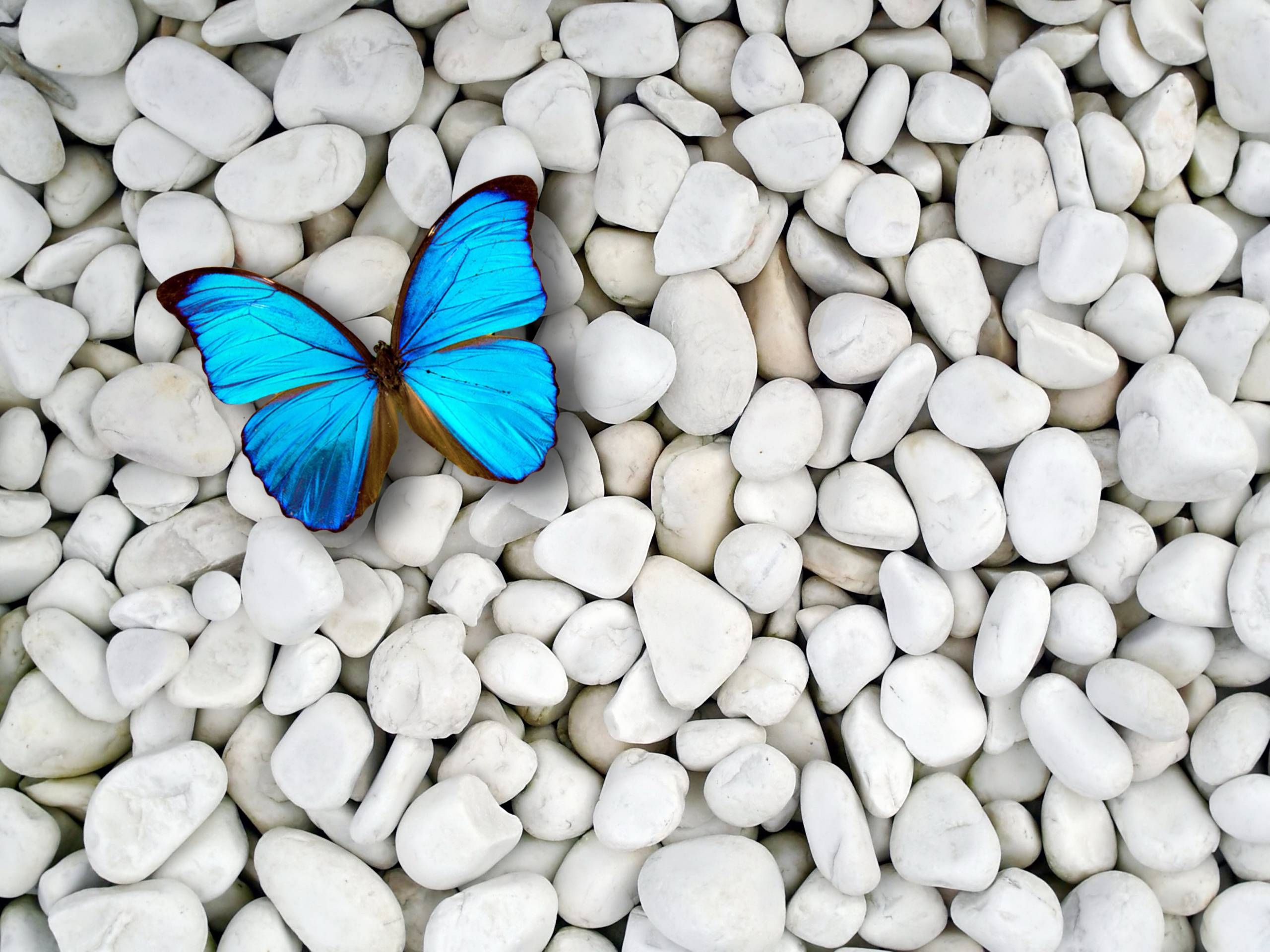 2560x1920 Light Blue Butterfly Wallpaper. Frenzia, Desktop