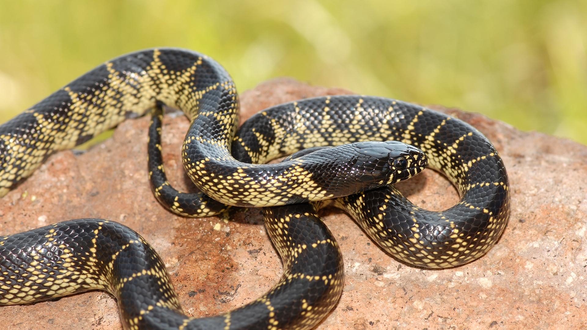 1920x1080 Arizona Kingsnake. Elmwood Park Zoo, Desktop