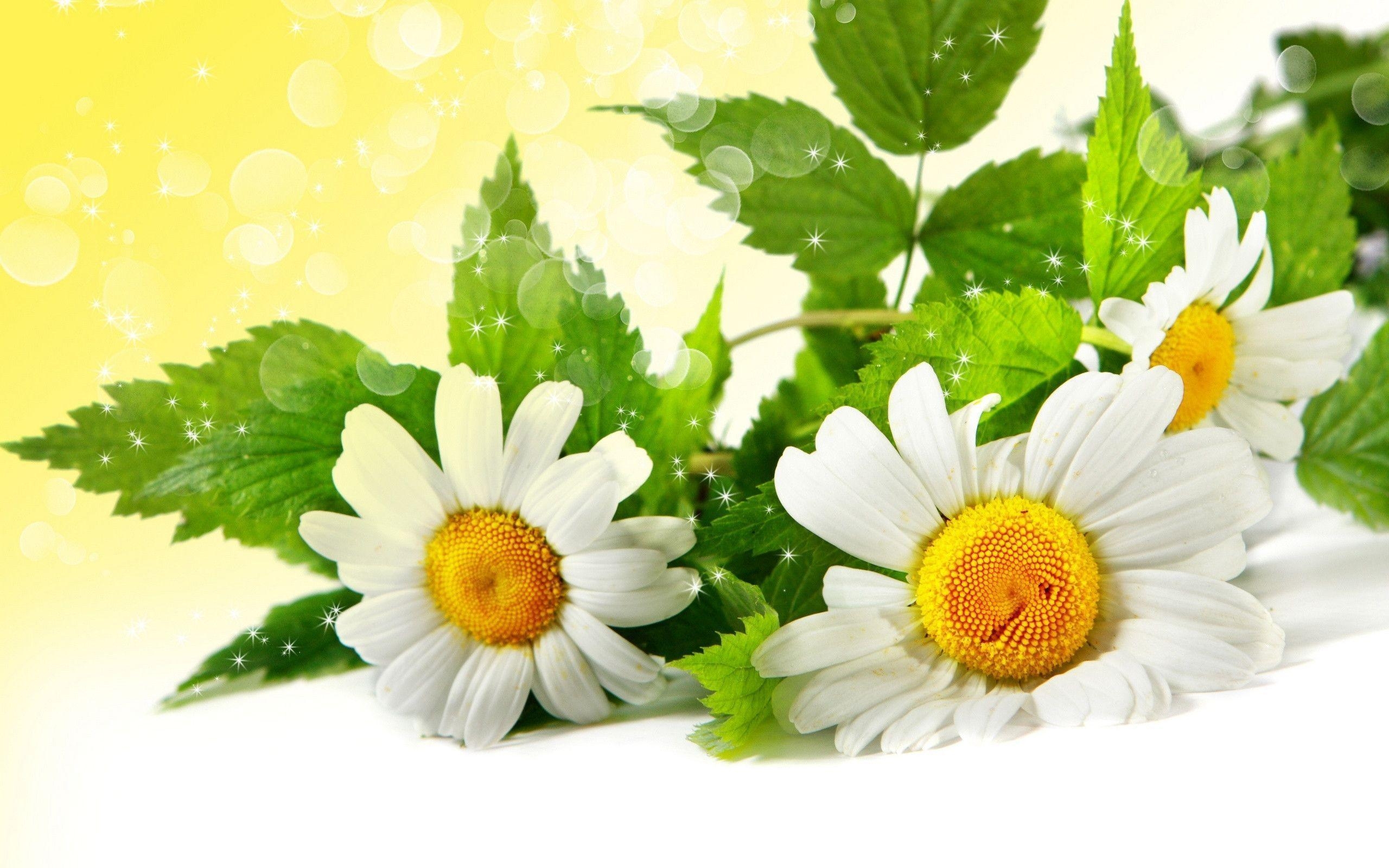 2560x1600 Chamomile Wallpaper Full HD, Desktop