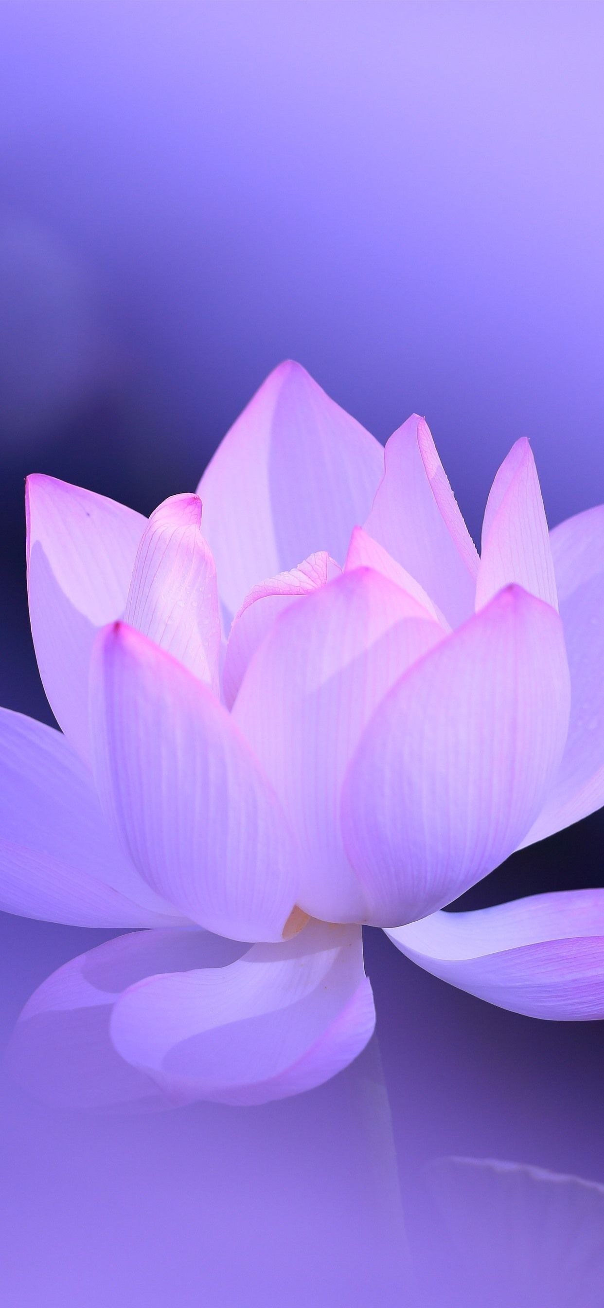 1250x2690 Pink Lotus Wallpaper Free Pink Lotus Background, Phone