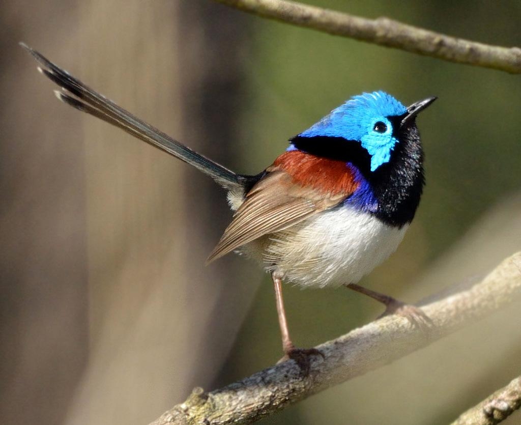 1030x840 Variegated fairywren, Desktop