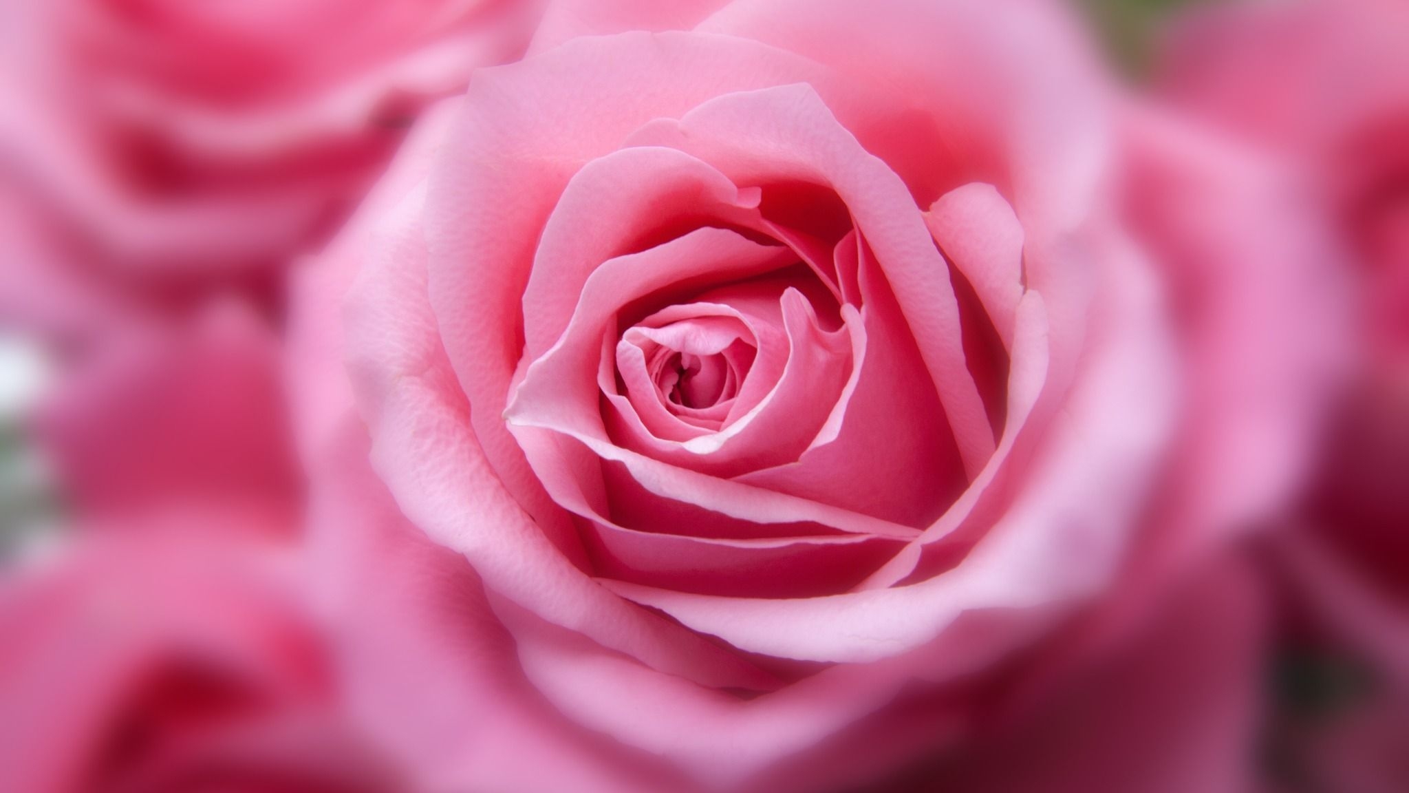 2050x1160 Pink Rose HD  Resolution HD 4k Wallpaper, Desktop