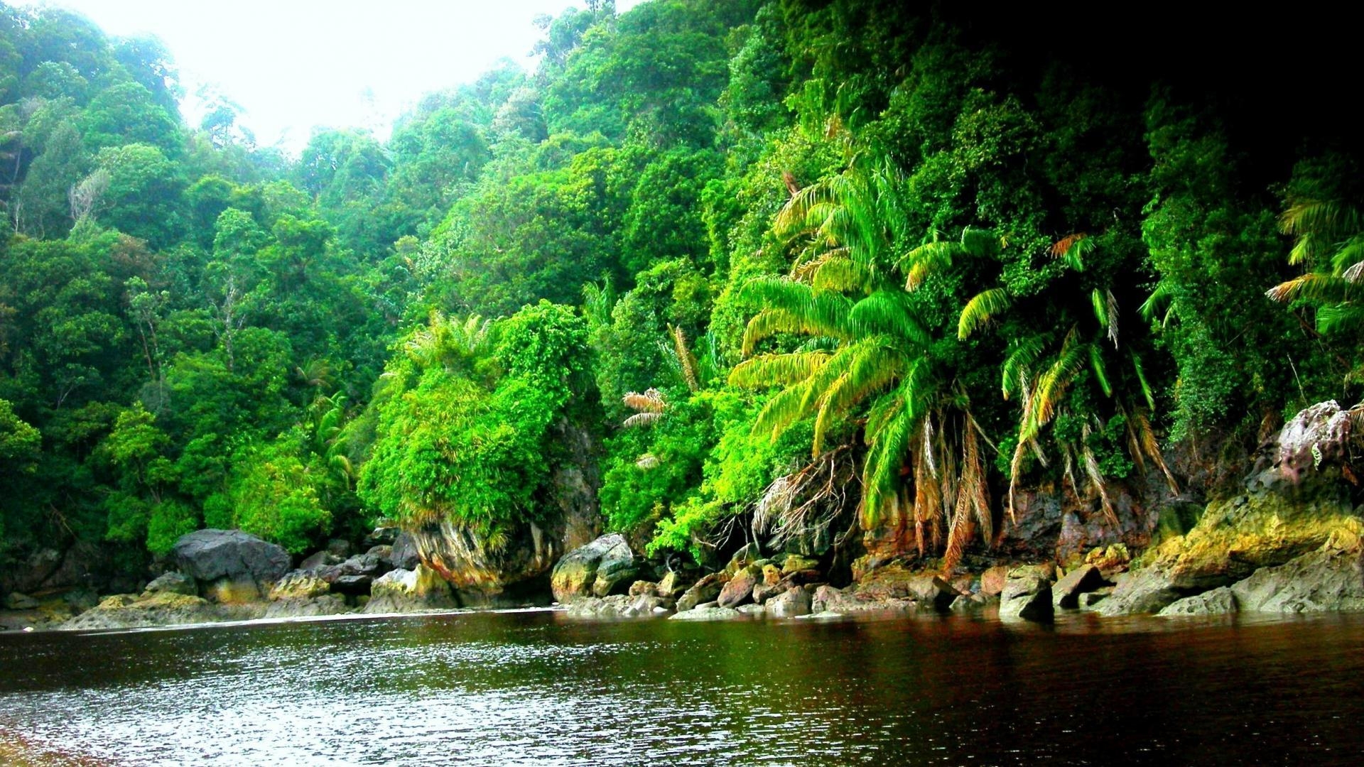 1920x1080 Amazon Rainforest Jungle Black River Wallpaper HD Resolution, Desktop