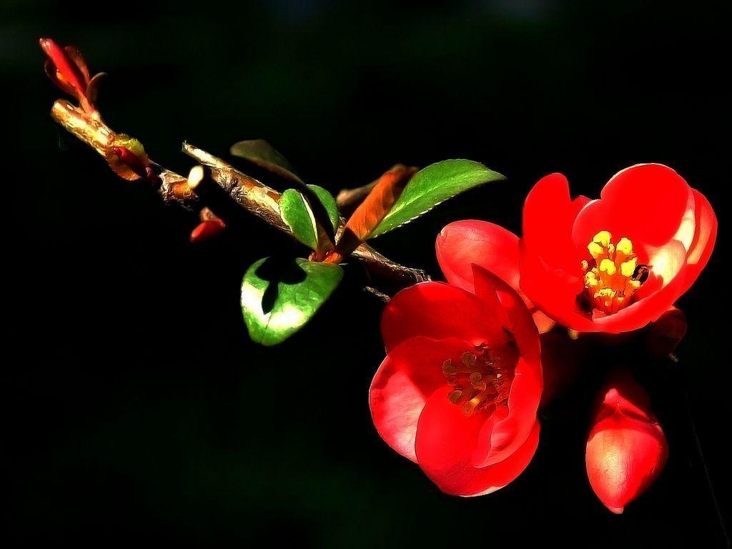 1030x770 Red flowers, Desktop