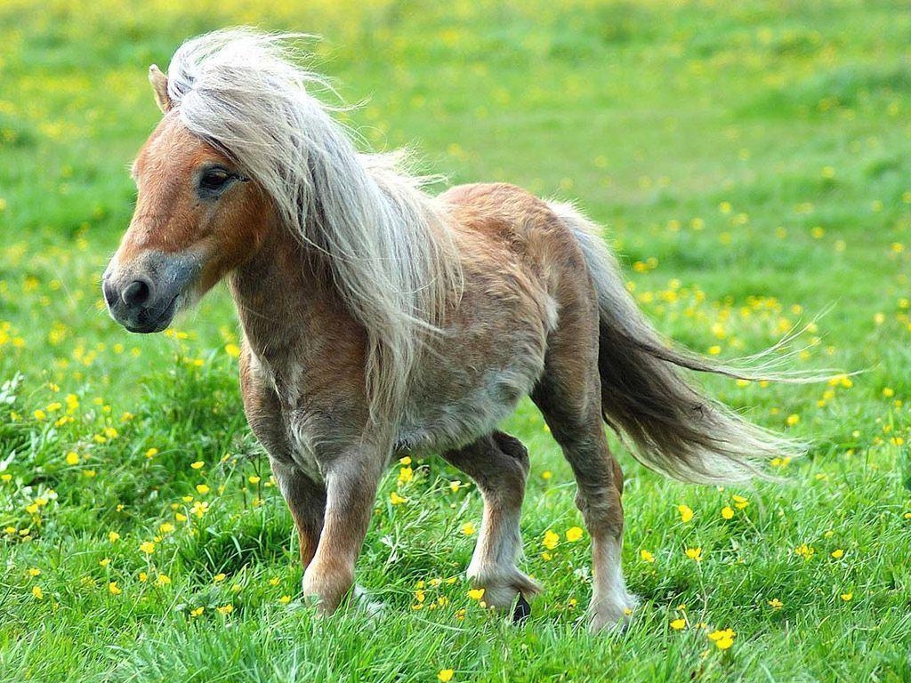 1030x770 Pony Running Free wallpaper, Desktop