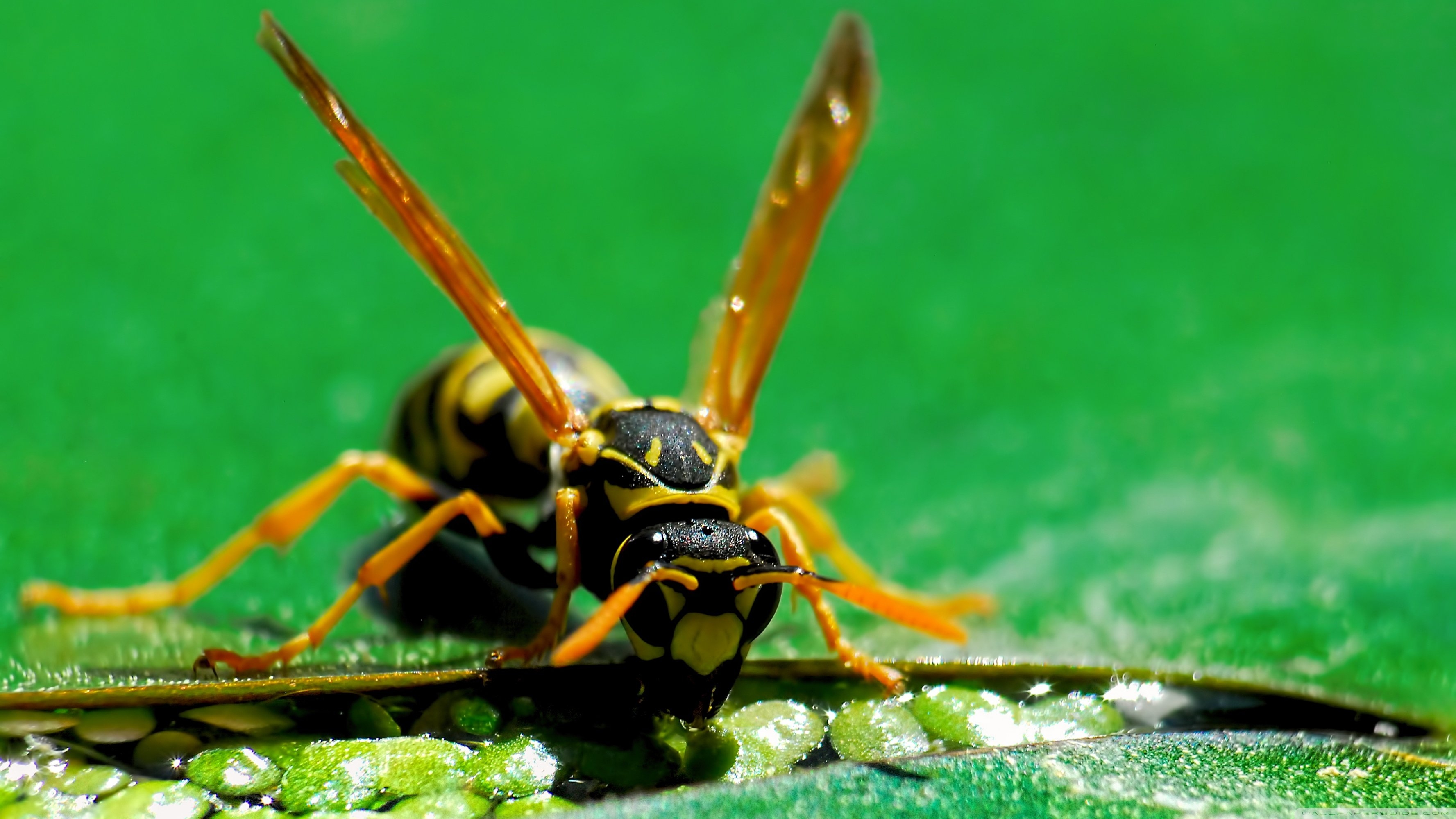 3560x2000 Wasp Ultra HD Desktop Background Wallpaper for 4K UHD TV, Desktop