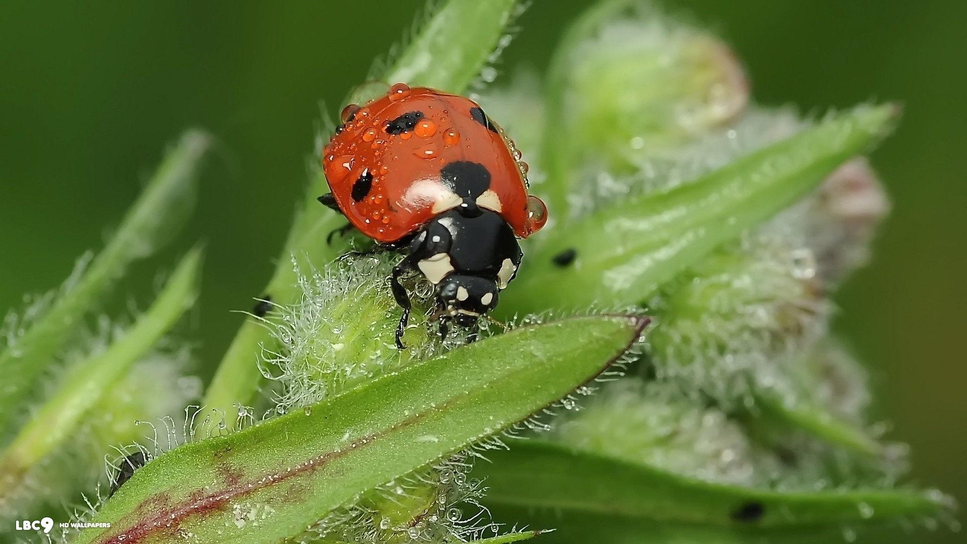 1920x1080 Ladybird Wallpaper, Desktop