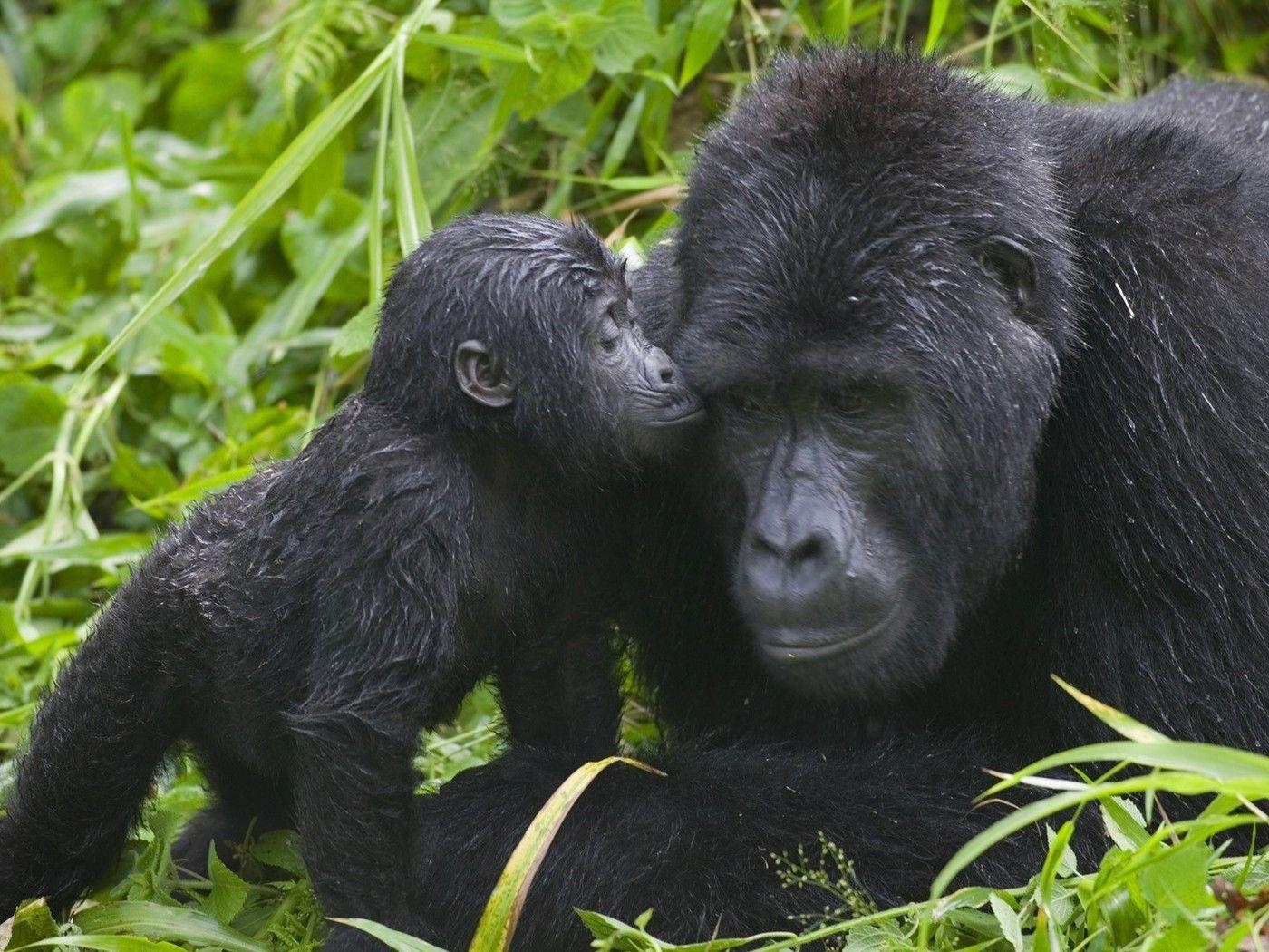 1400x1050 National park uganda animals baby gorillas wallpaper, Desktop