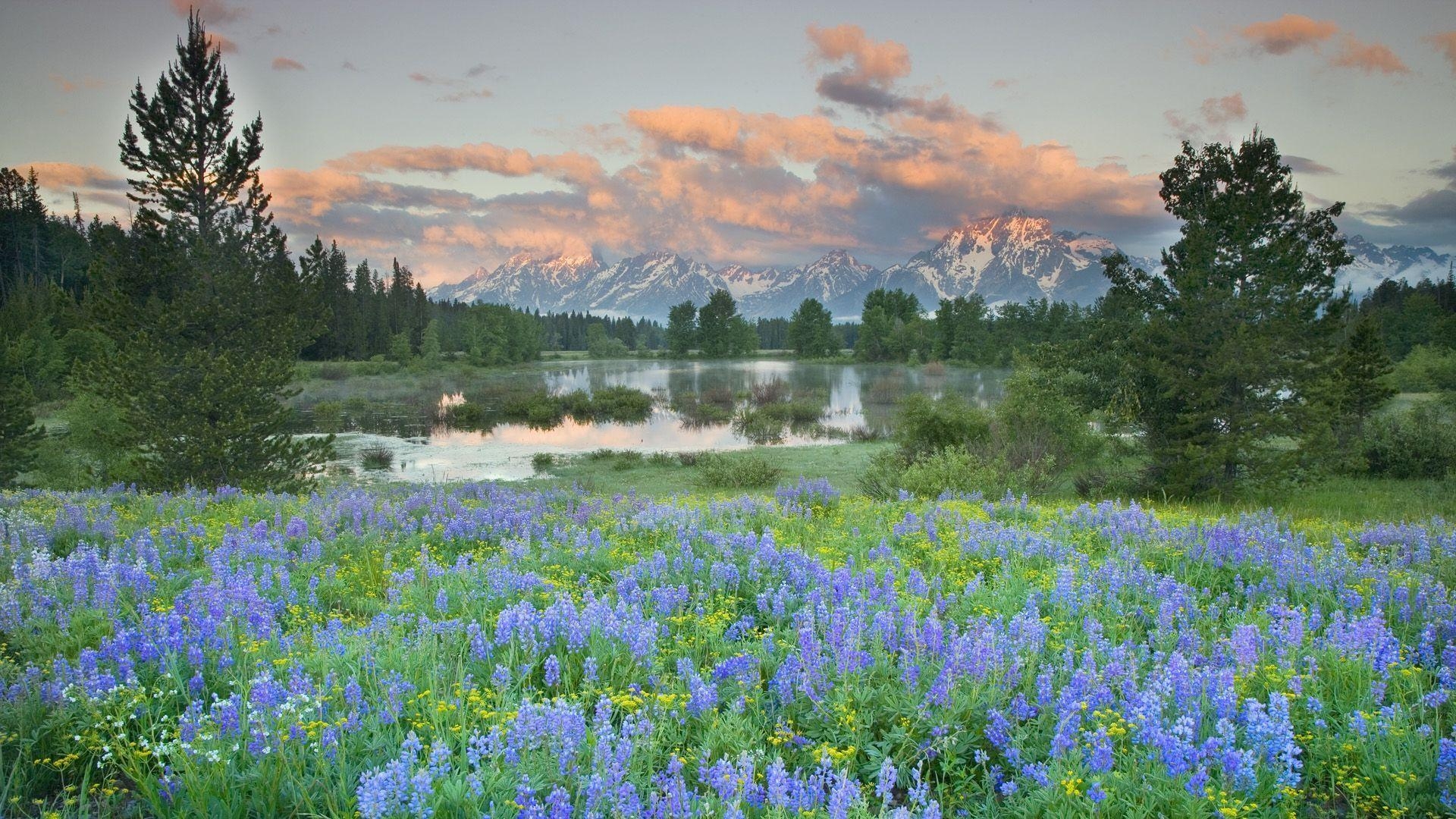 1920x1080 Flowers Scenery. Free Wallpaper World, Desktop