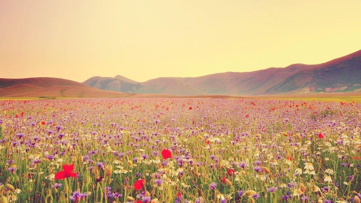 1200x680 Wildflowers Wallpaper HD Beautiful Flower Wallpaper of Wildflowers, Desktop