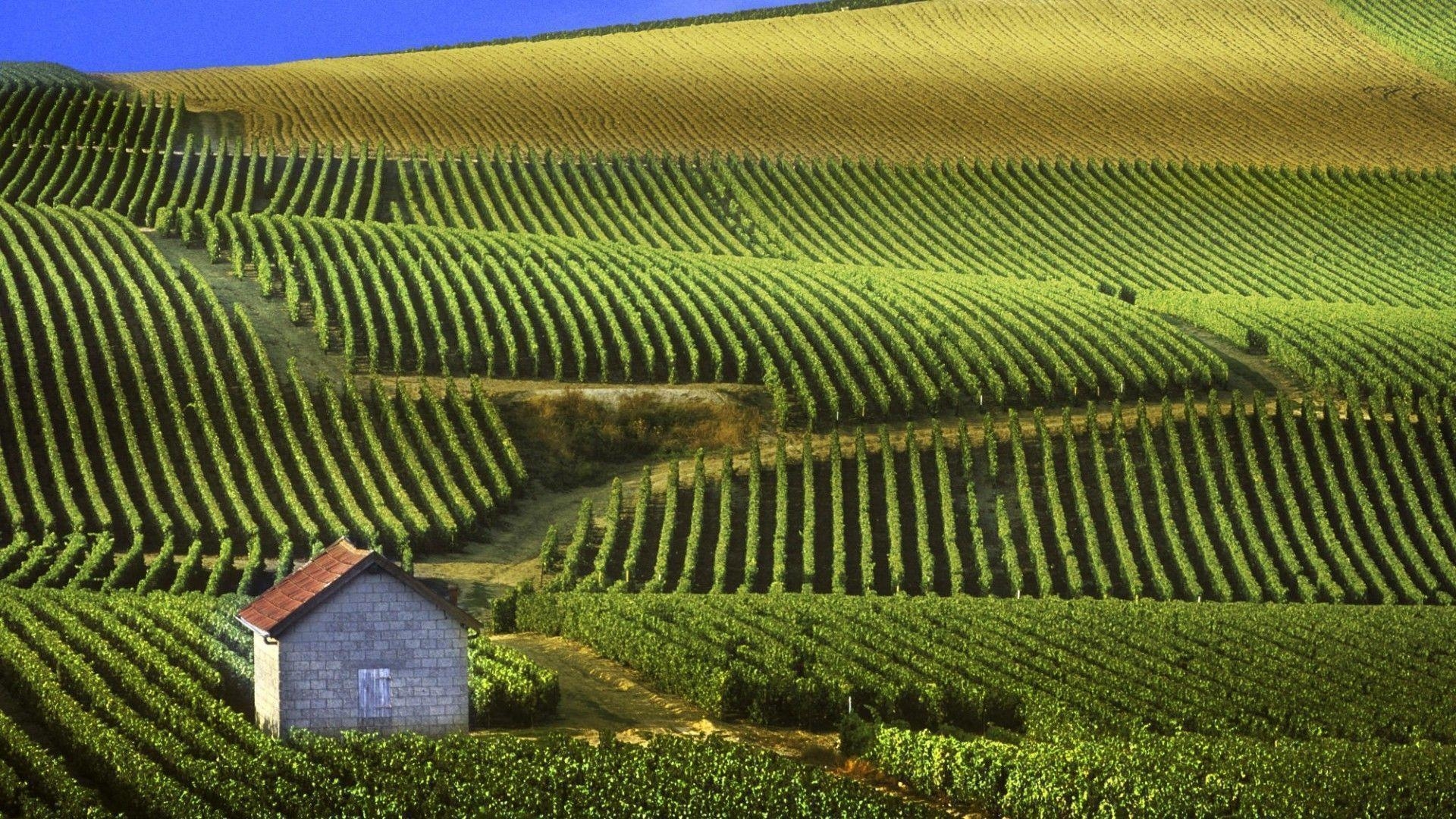 1920x1080 Vineyard Wallpaper, Desktop