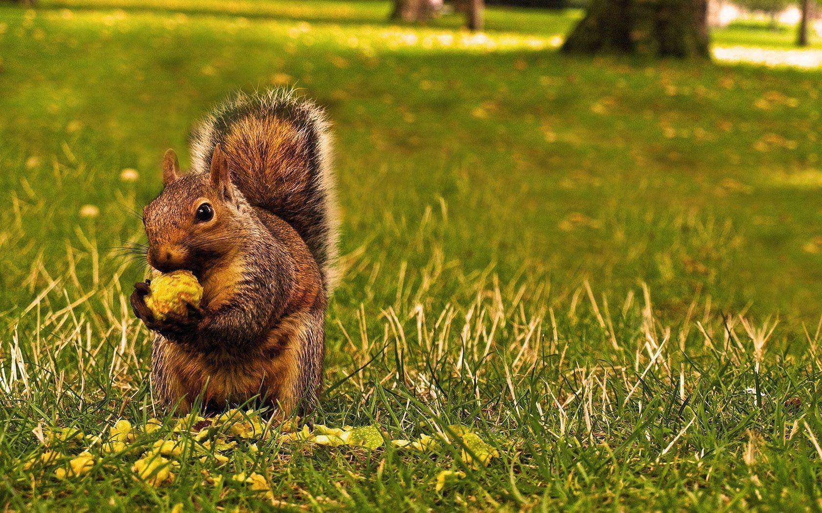 1680x1050 squirrel, Desktop