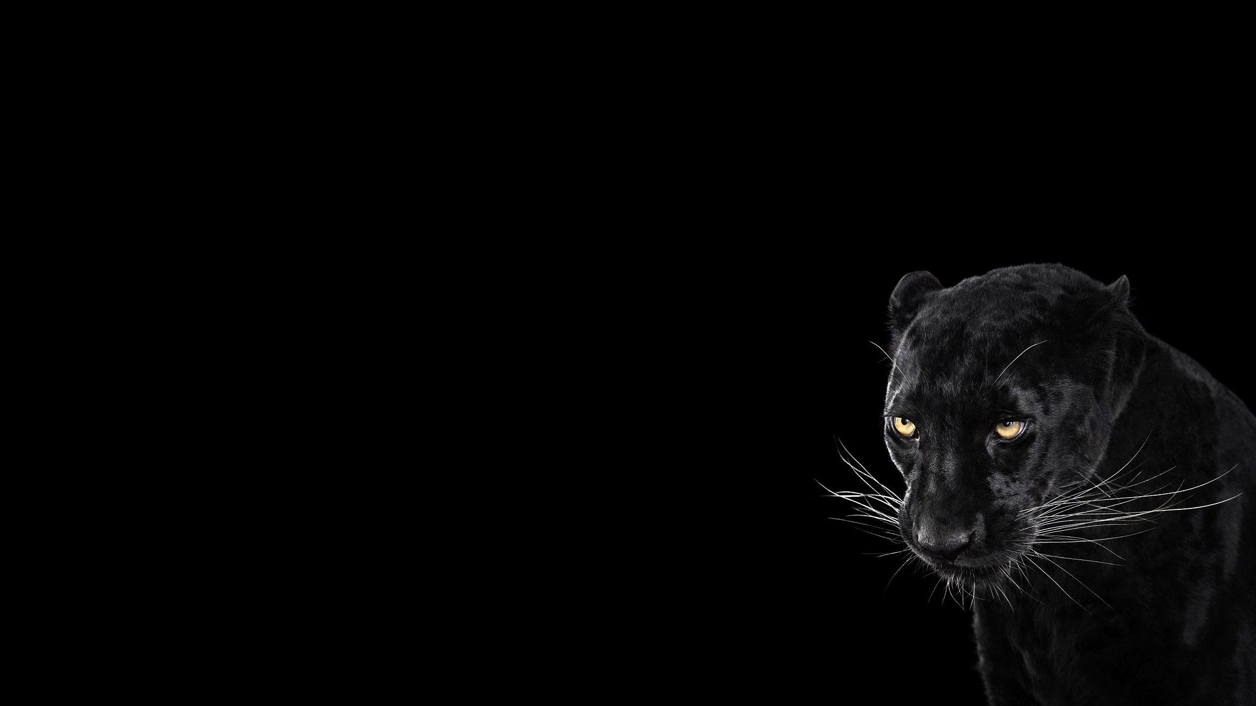 2560x1440 Wallpaper, simple background, big cats, Black Panther, mammals, Desktop