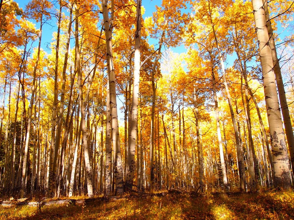 1030x770 Viewing Colorado's Spectacular Aspen Displays. Sage Outdoor, Desktop