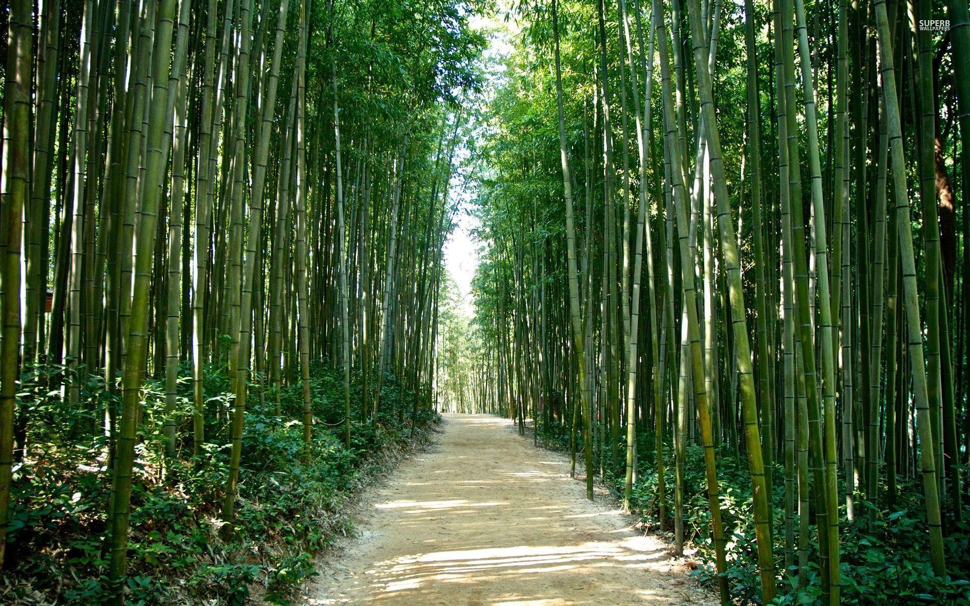 1920x1200 Japan Bamboo forest Wallpaper Elegant Sagano Bamboo forest Japan, Desktop