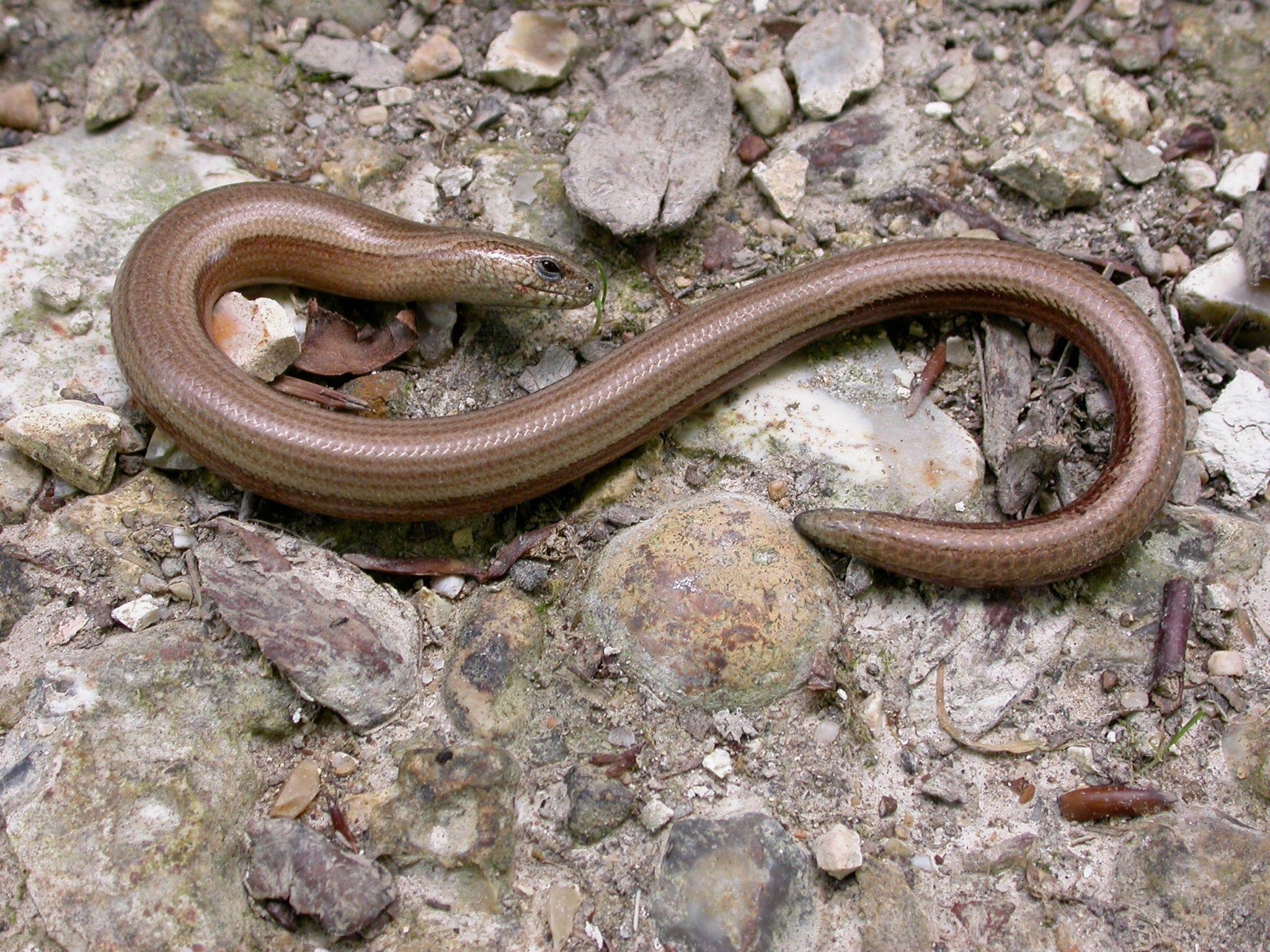 2050x1540 Slow Worm. Reptiles Amphibians. Worms, Reptiles, Desktop