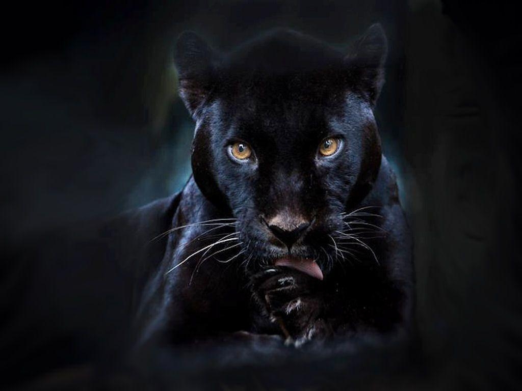 1030x770 Black Panther Background Wallpaper HD. wallalay.com. Panther, Desktop