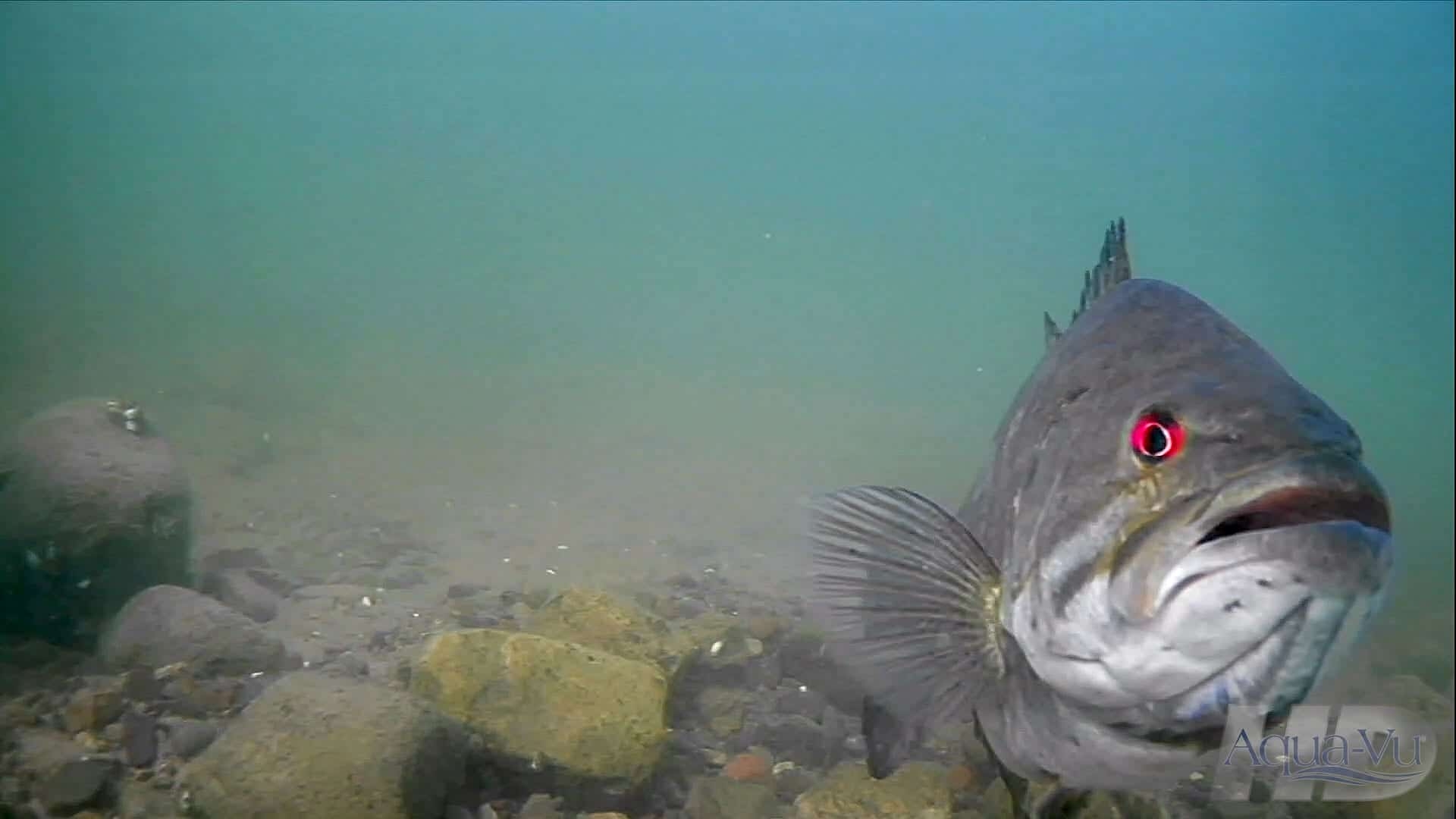 1920x1080 Smallmouth Bass Spawning Courtship During Spring AnglingBuzz, Desktop